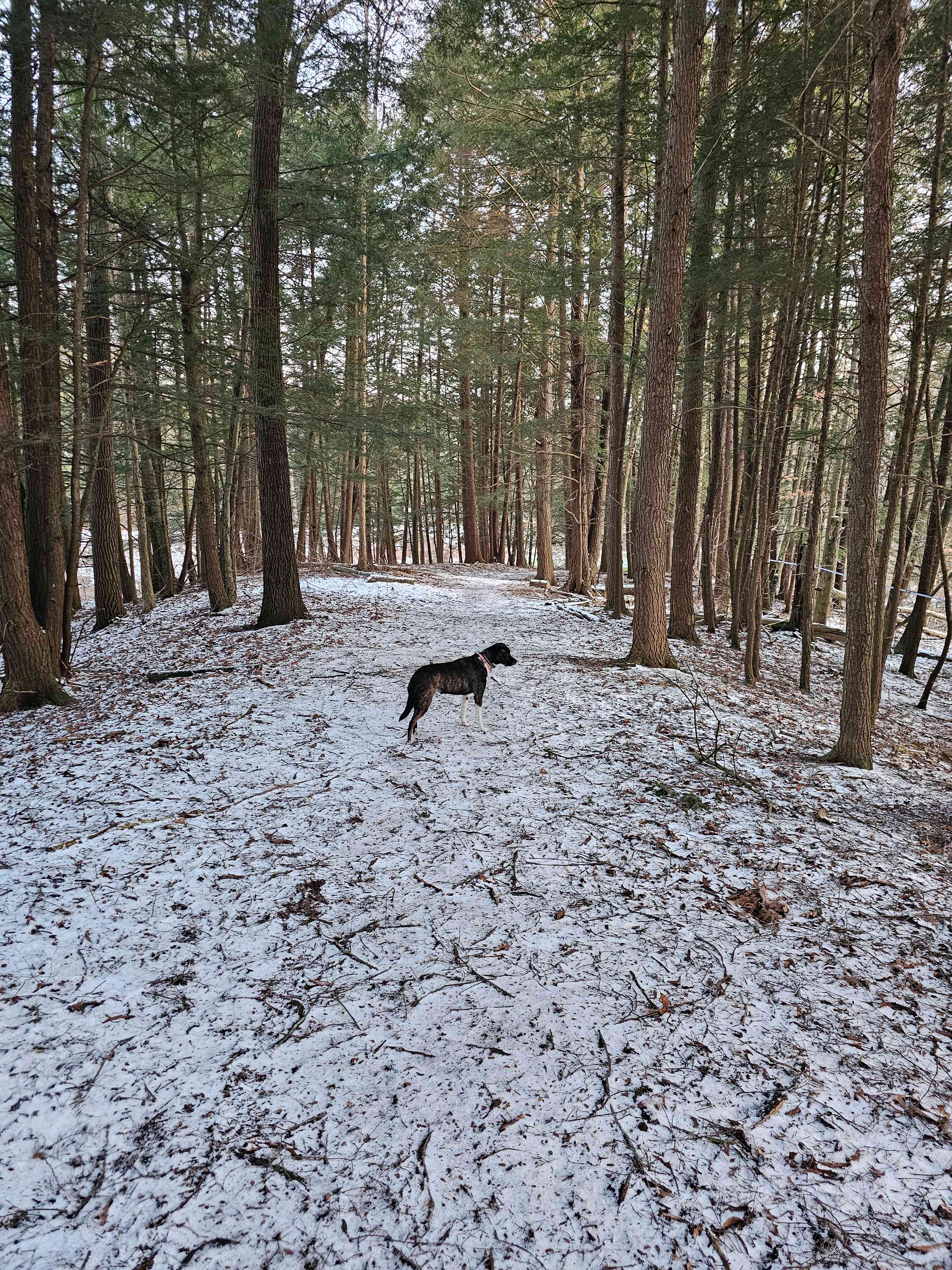 Cascadilla Meadow