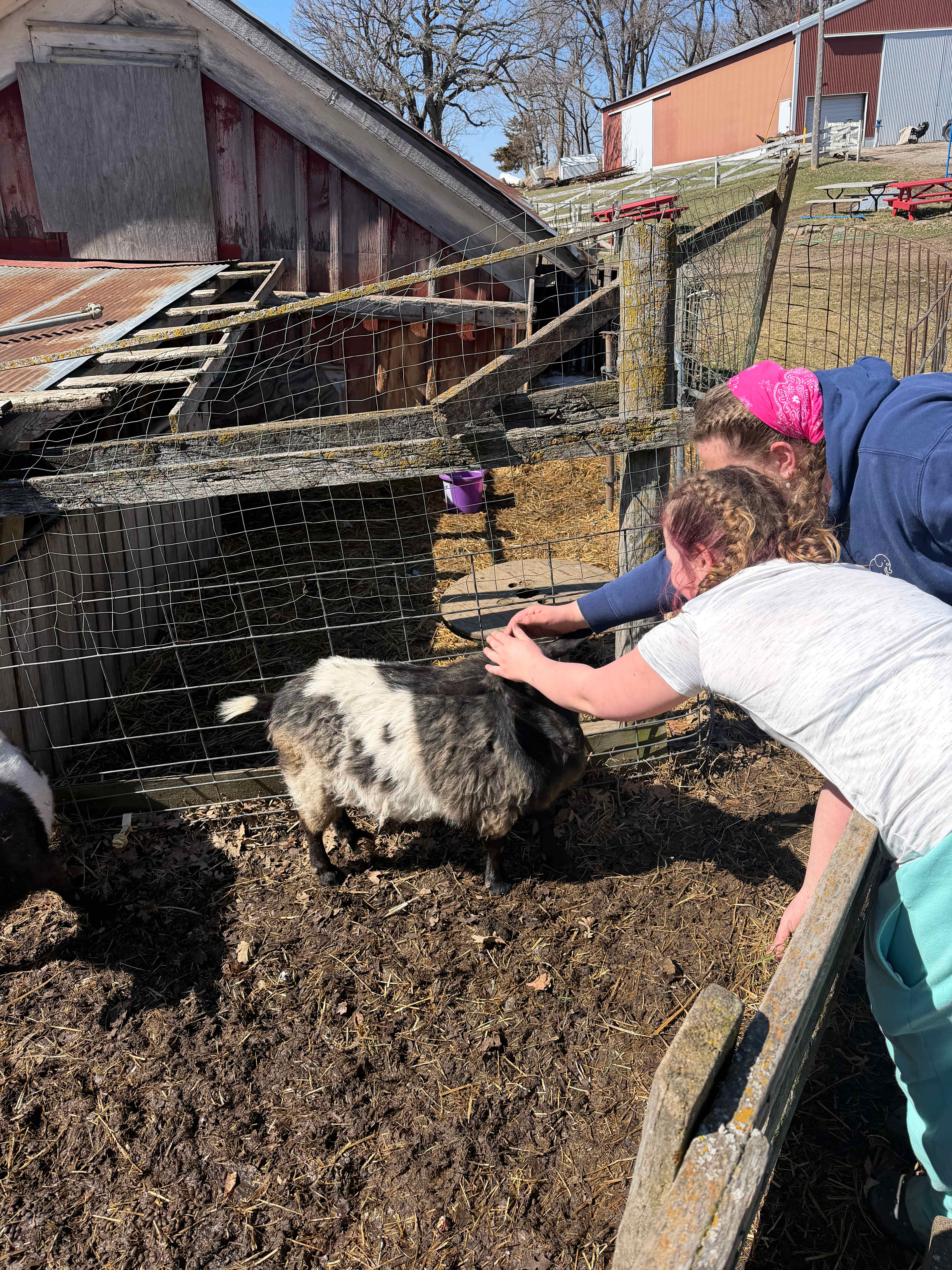 We loved the Pygmy goats
