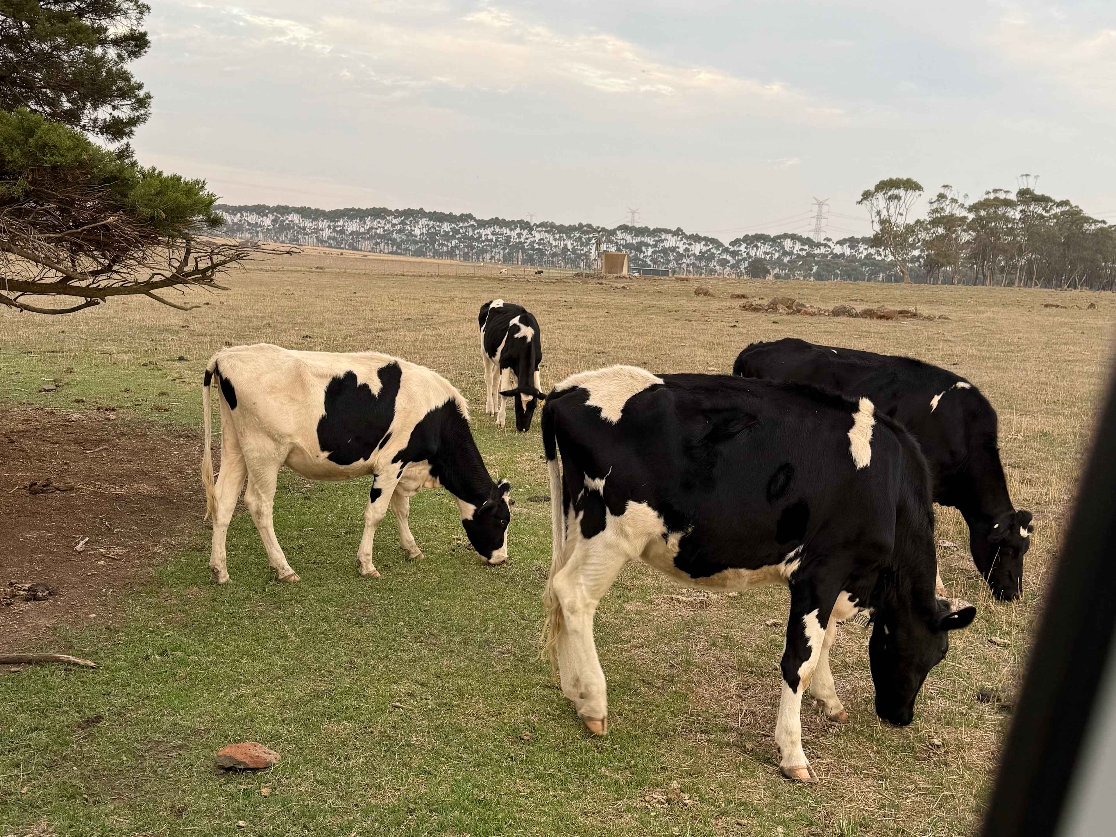 Larra Estate