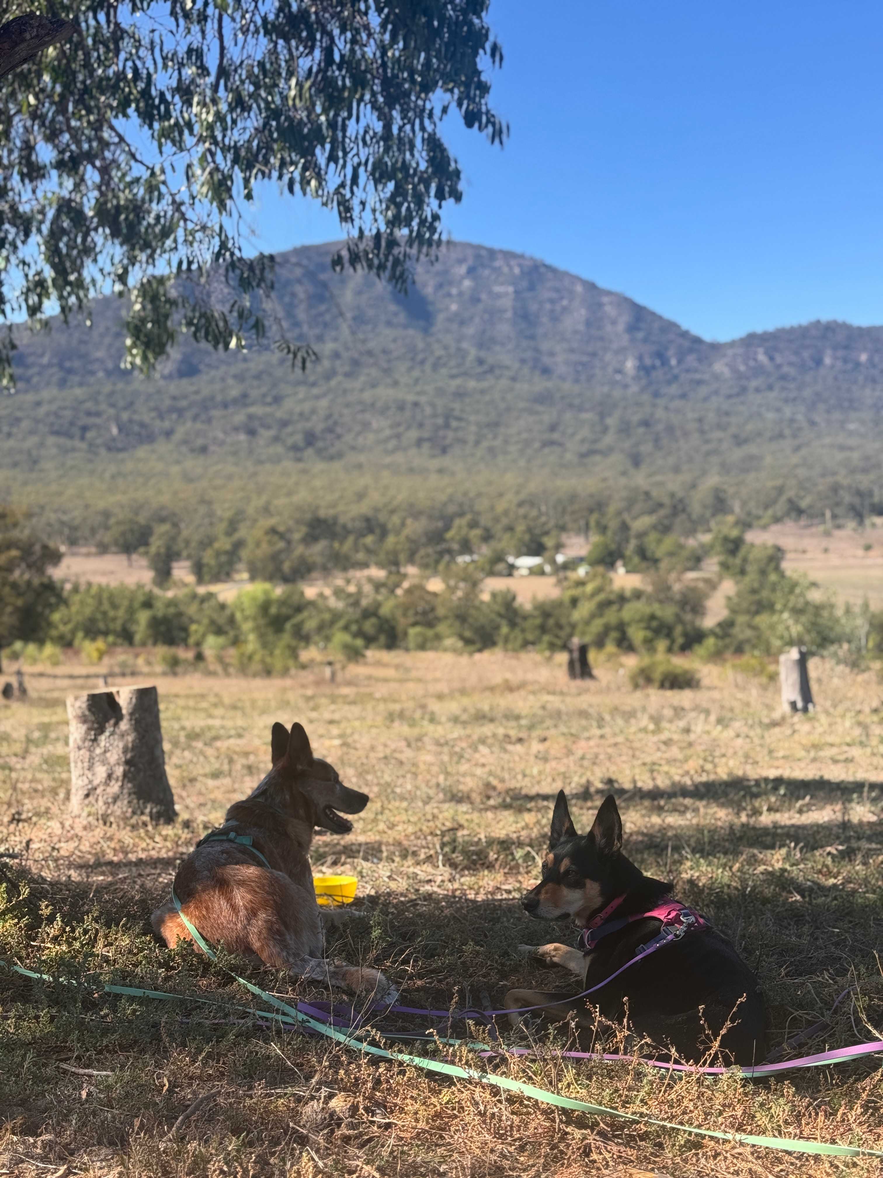 Doyles Creek Camp