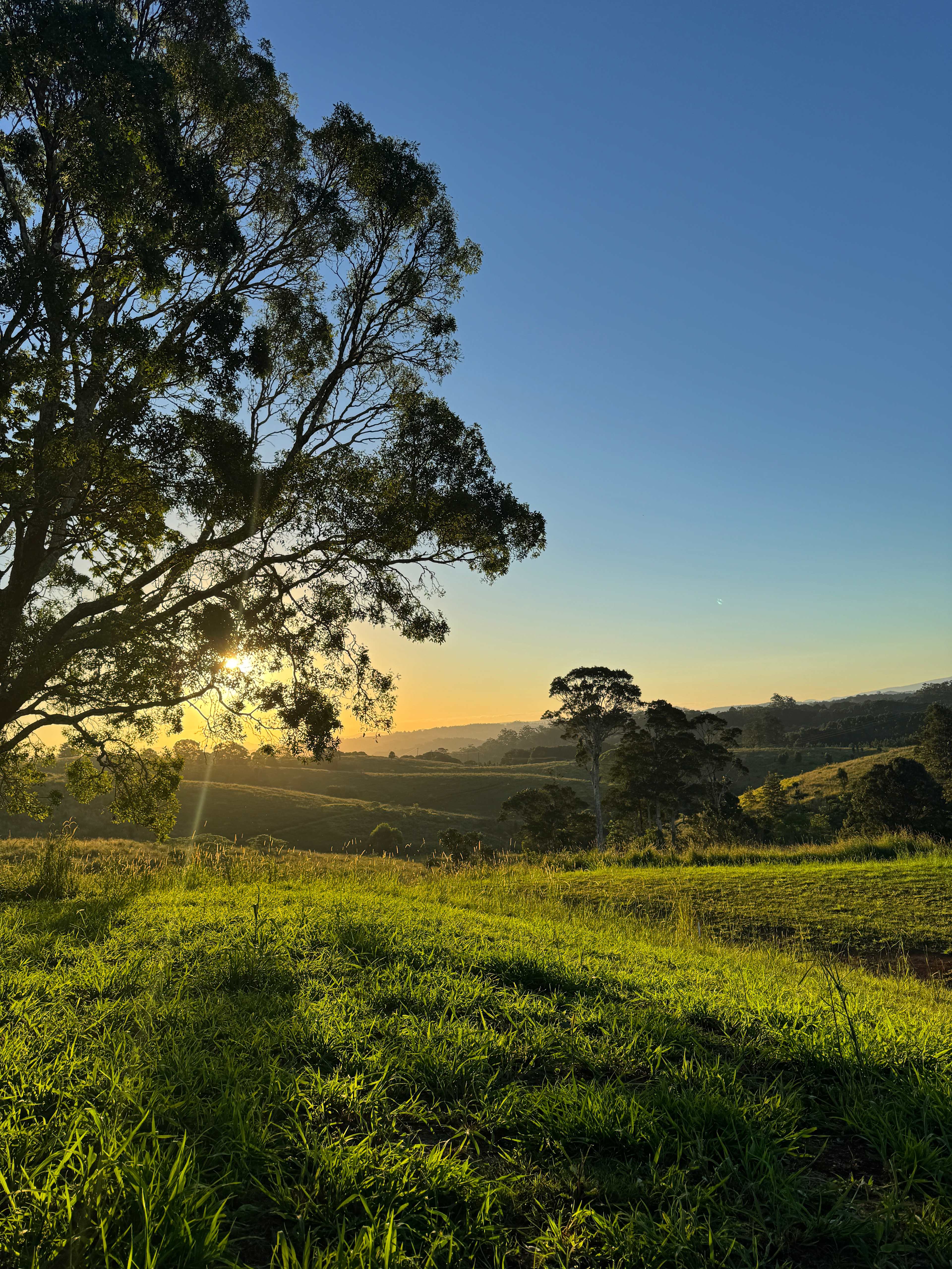 The Meadow -Byron Hinterlands Domes