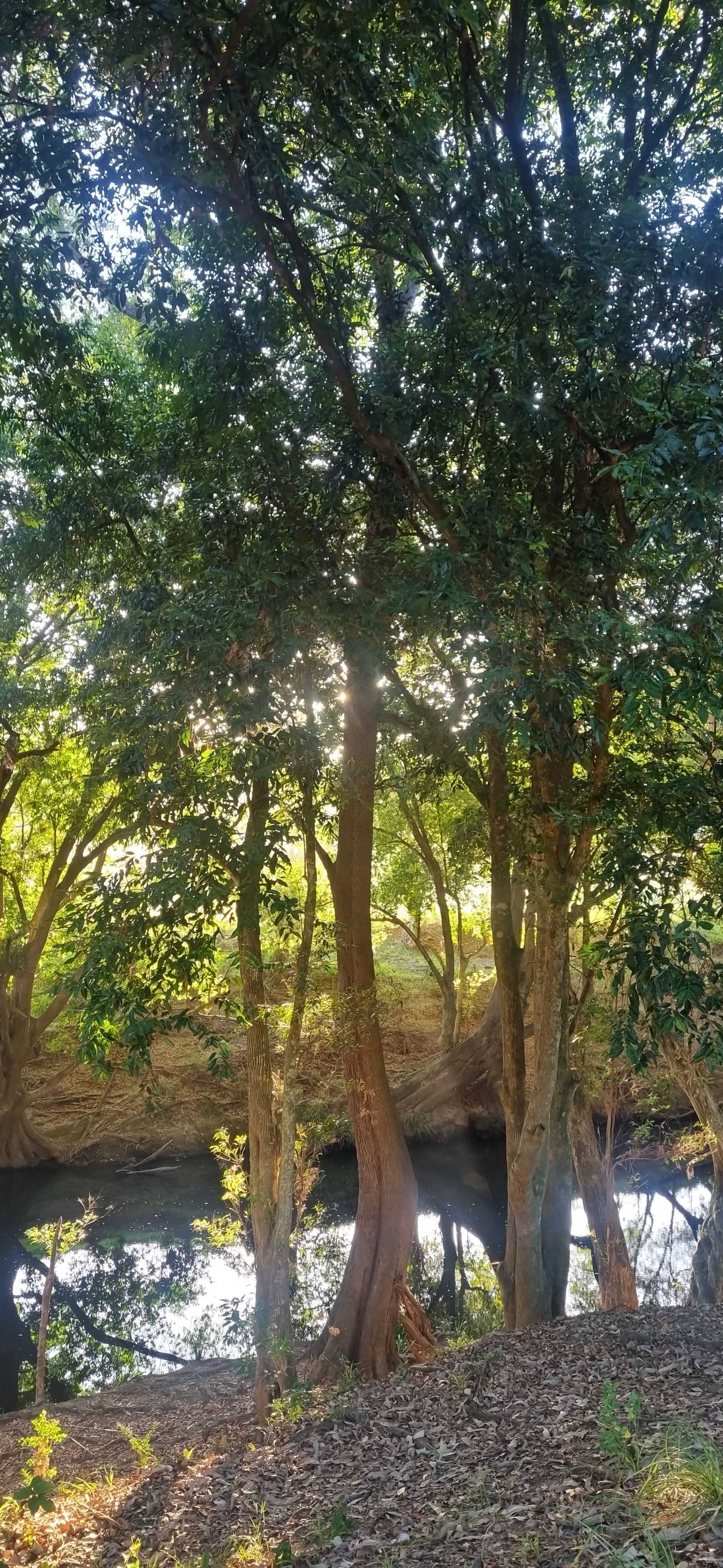 Willowbank