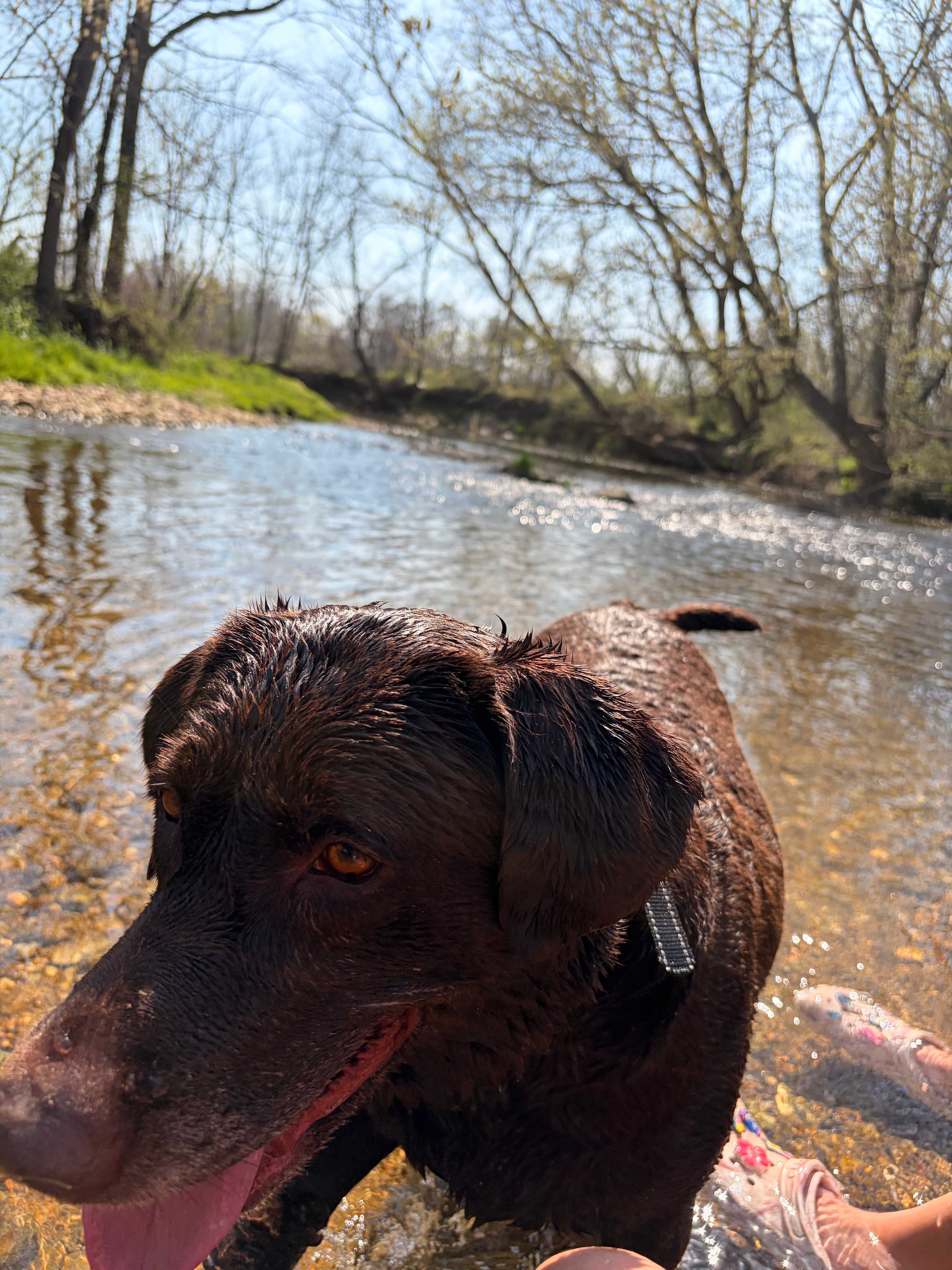 Conowingo Creek Campsite