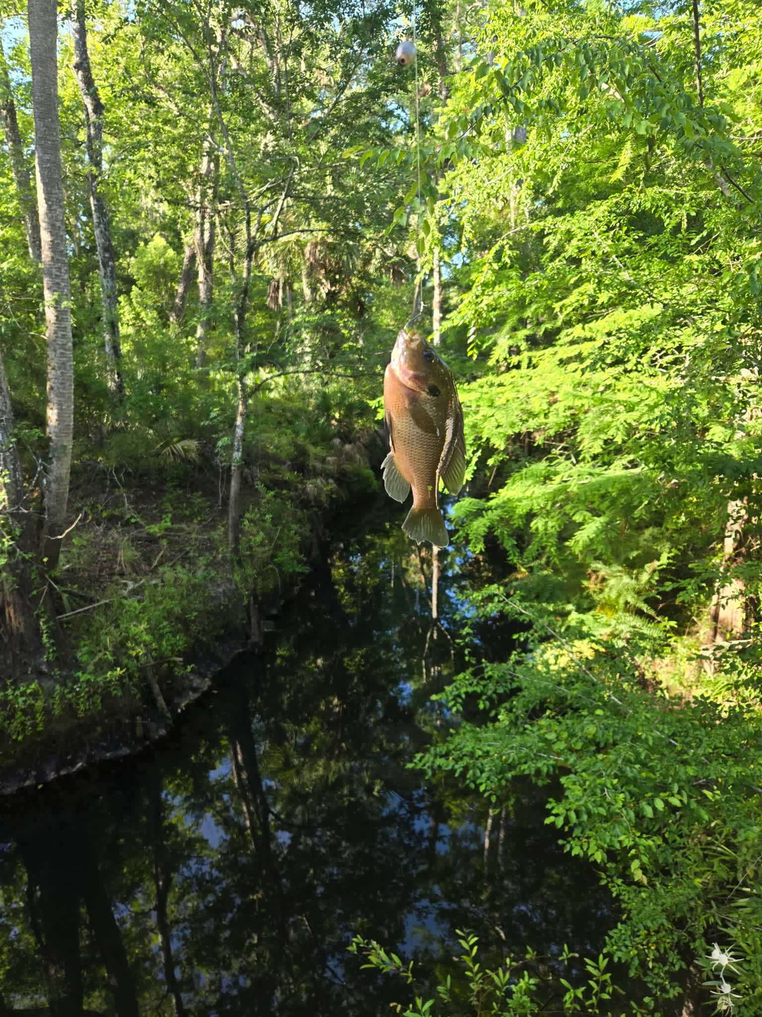 Caught a bunch of Bluegill!