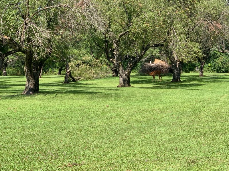 Camping At Sunnidell Orchard & Golf