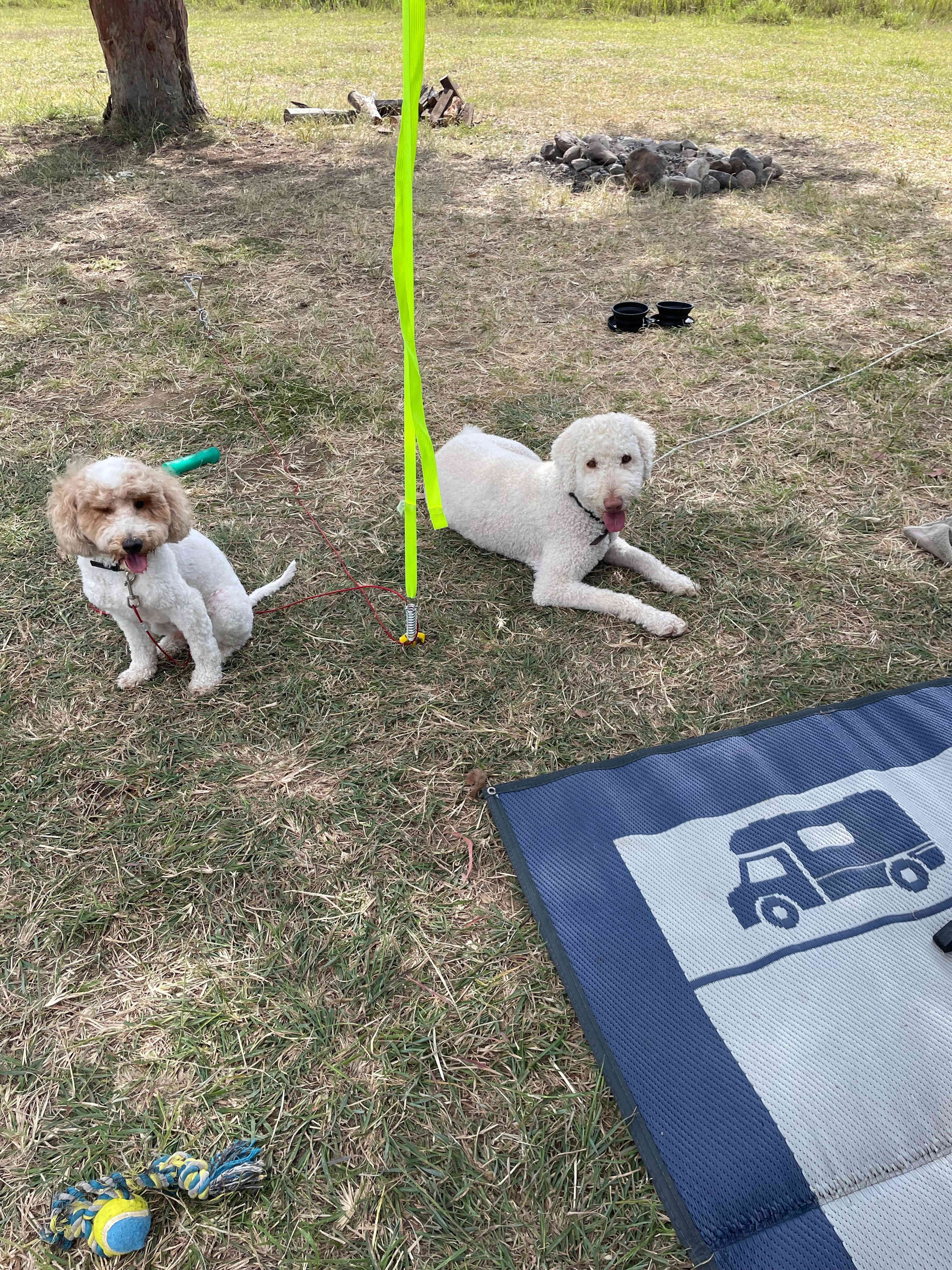 Dogs living their best life