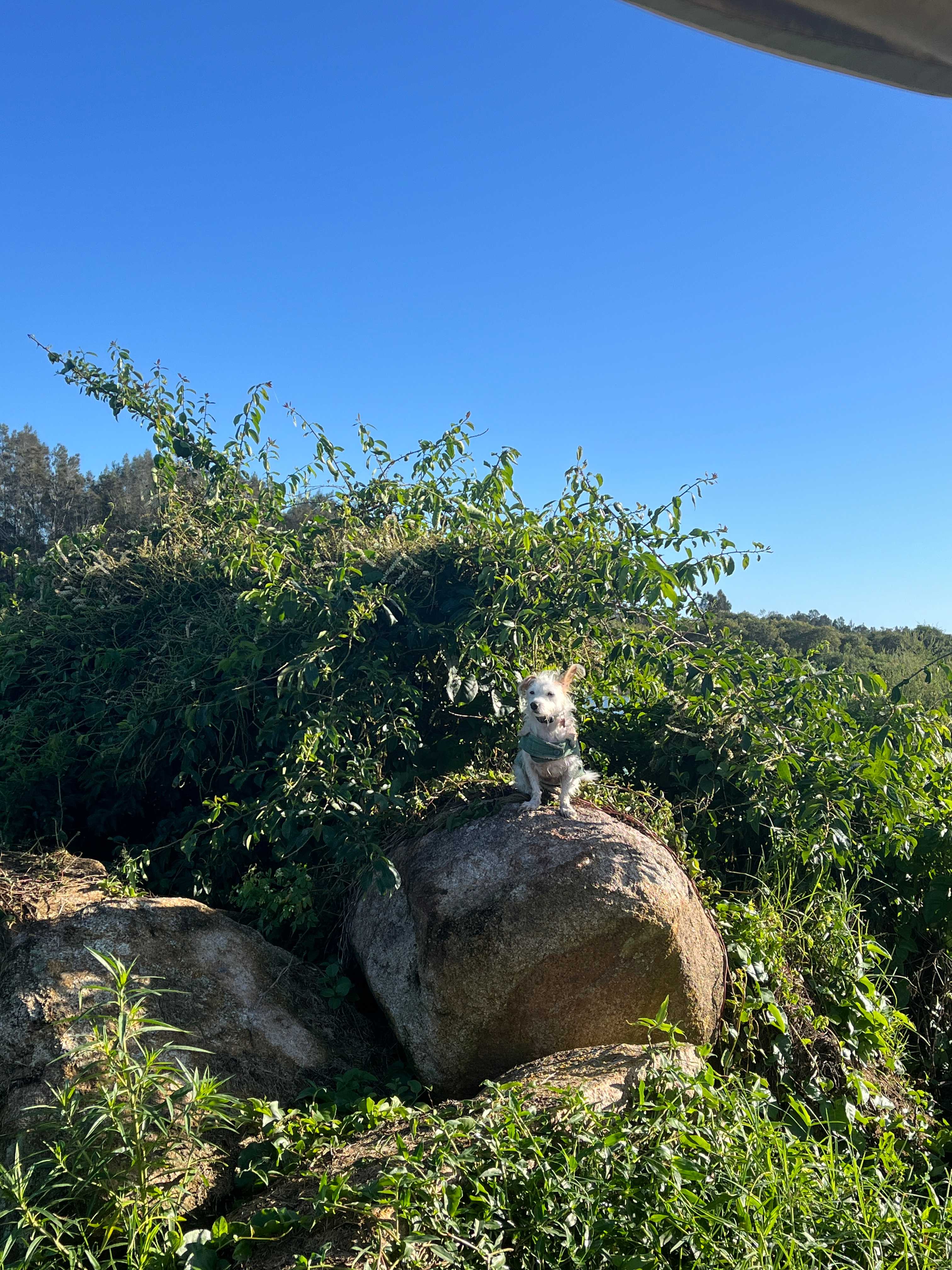 Mountain lion 