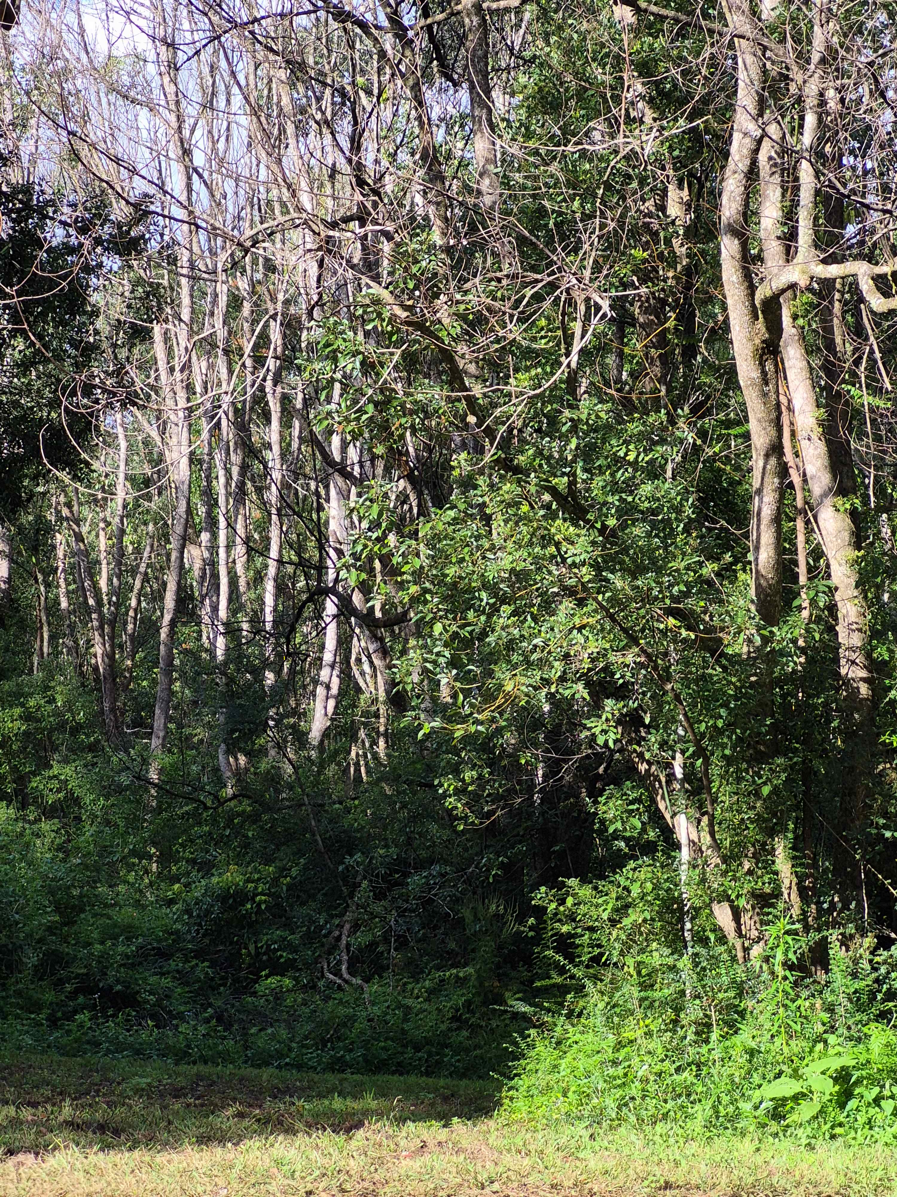 Jessria Shalom Nature Bush Camp