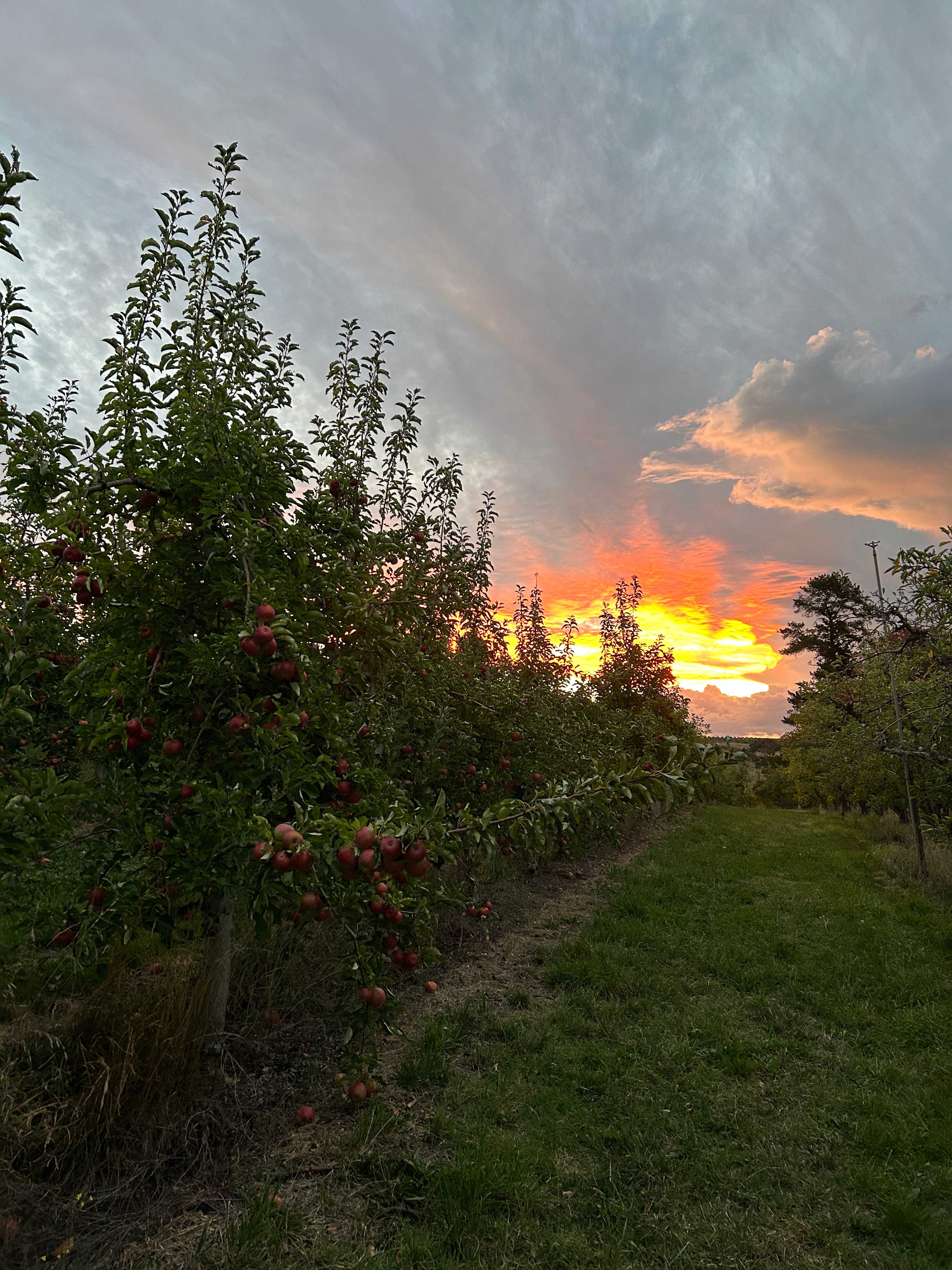 The Orchard
