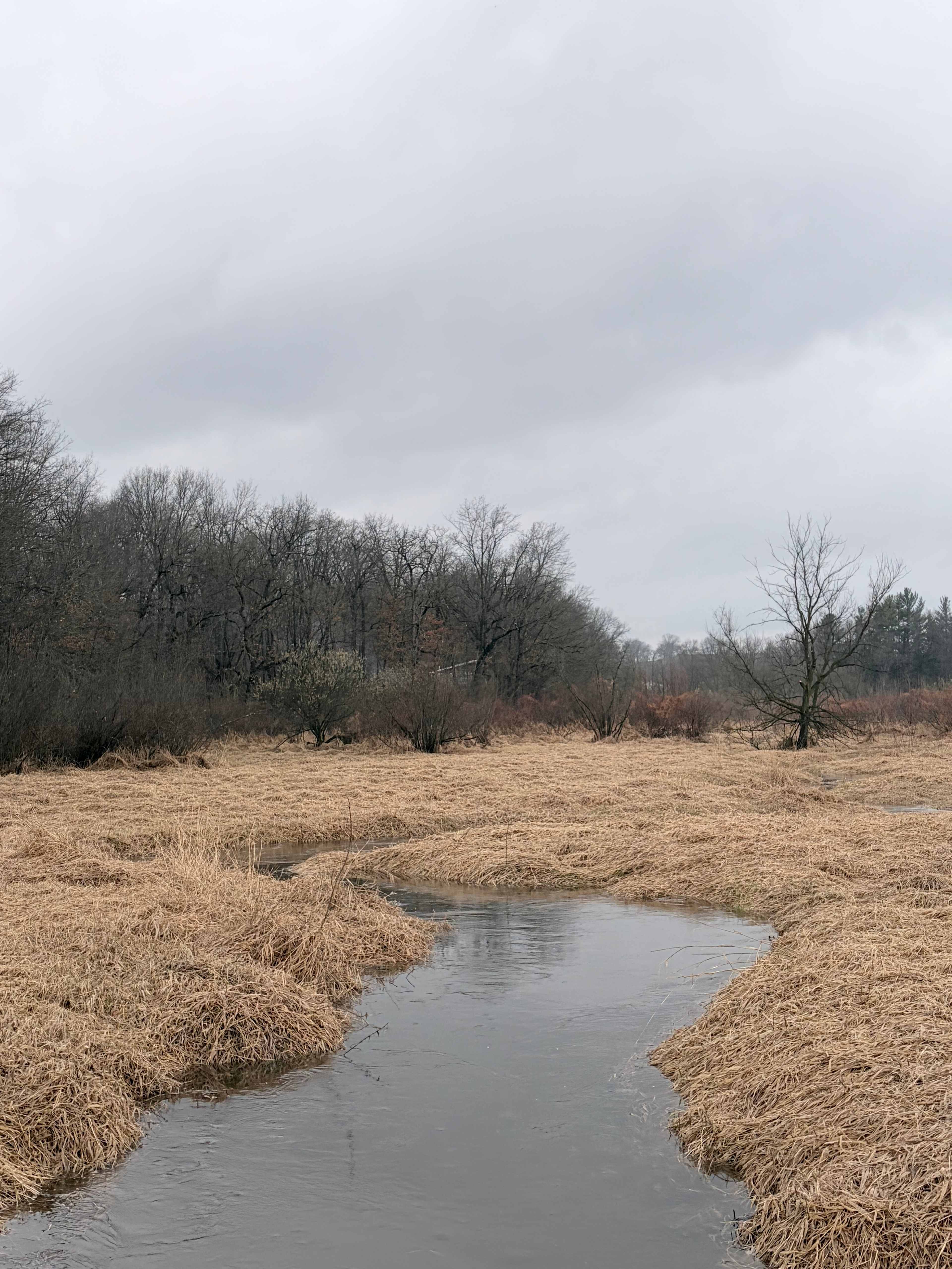 View of creek while hiking near marsh. 