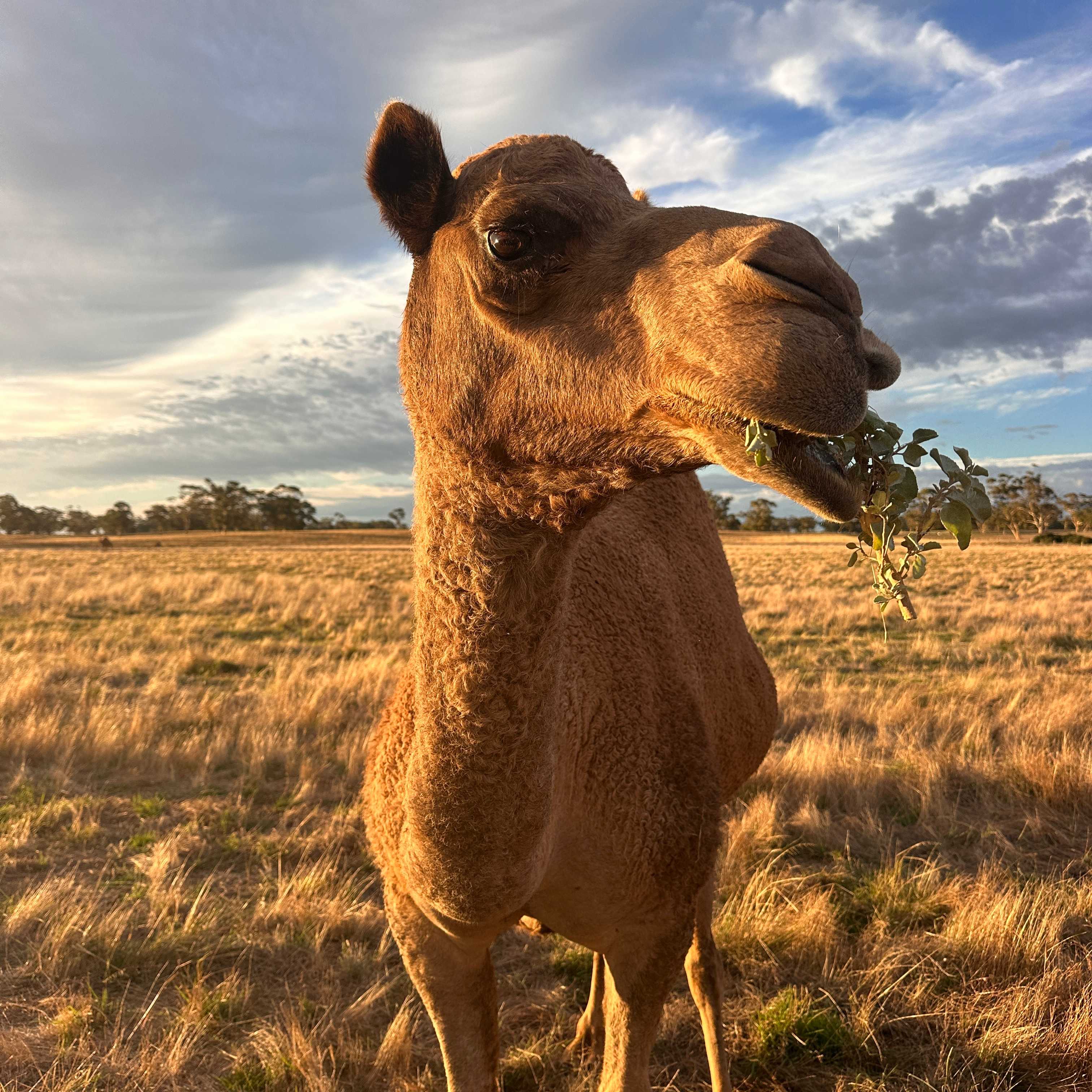 Bluegums Farm, Bordertown