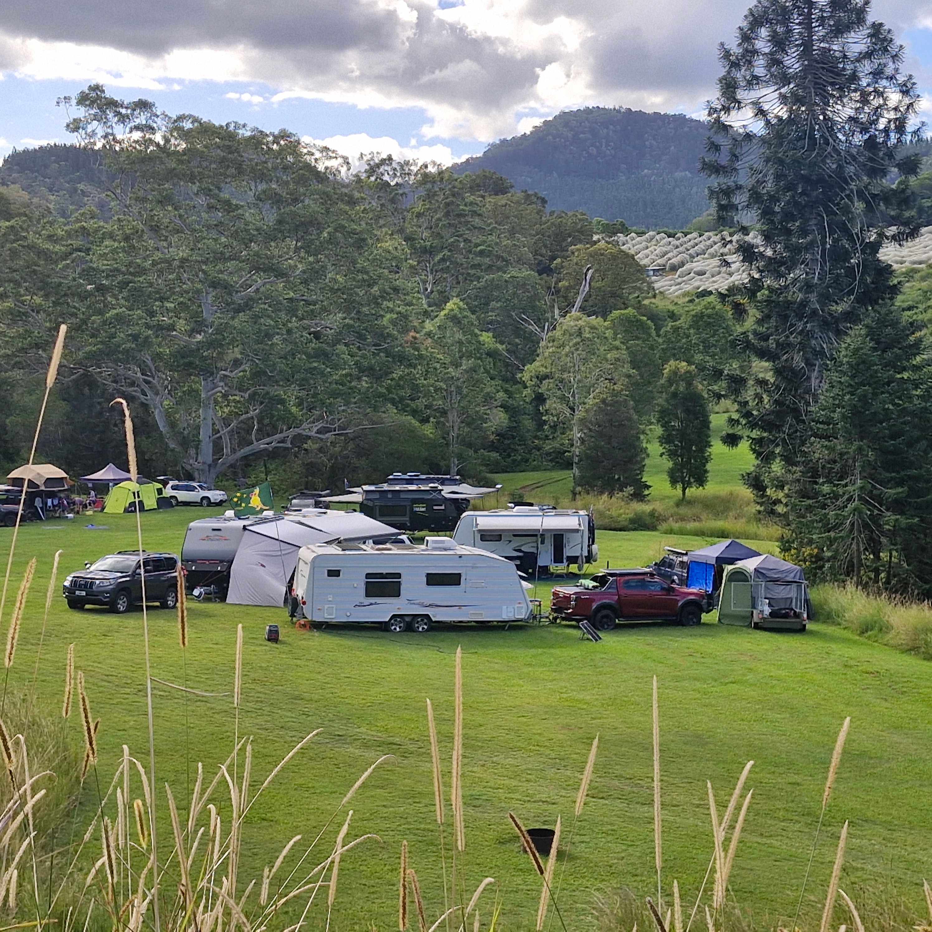 Bunya Grove