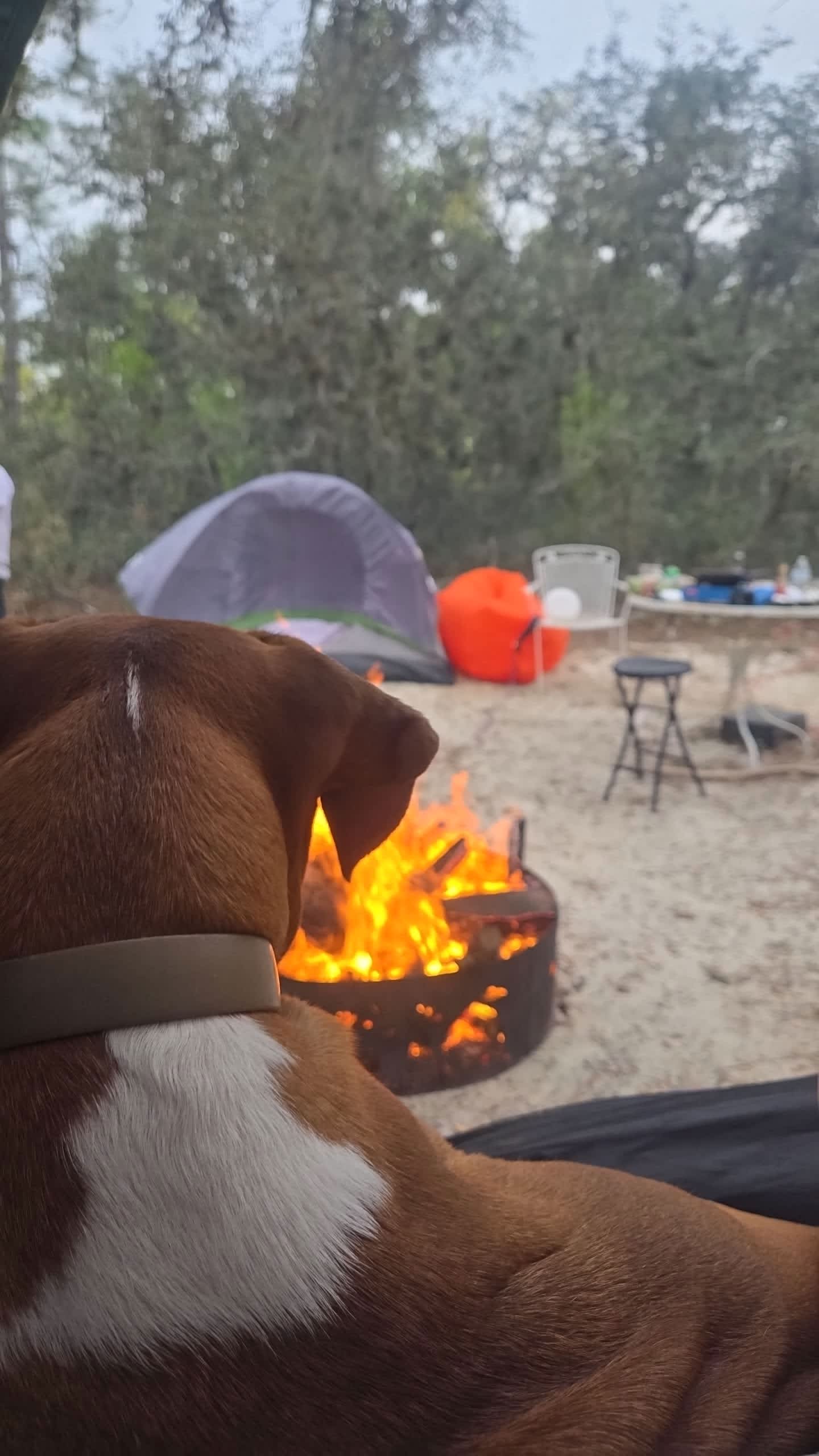 Happy Campers Rescue Ranch
