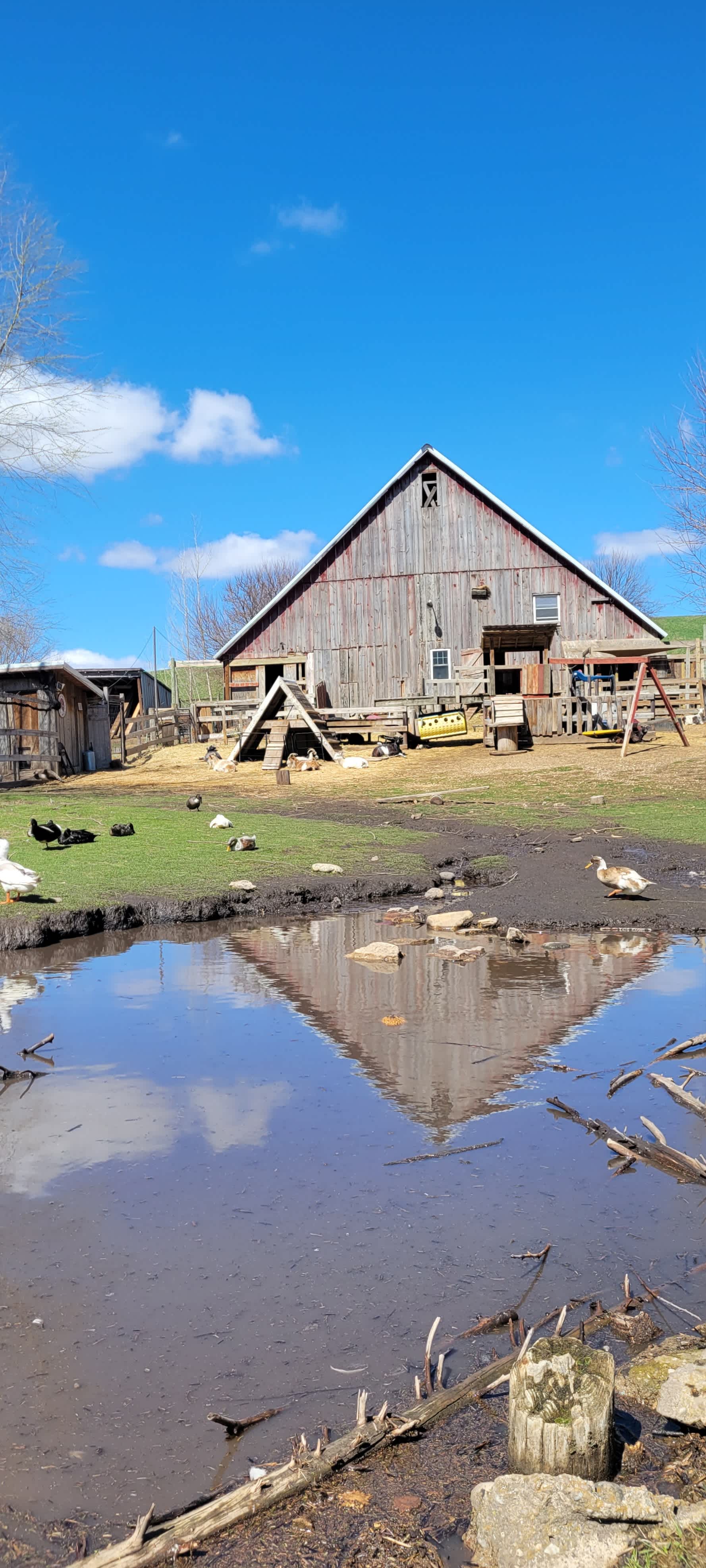 Windy Goat Acres