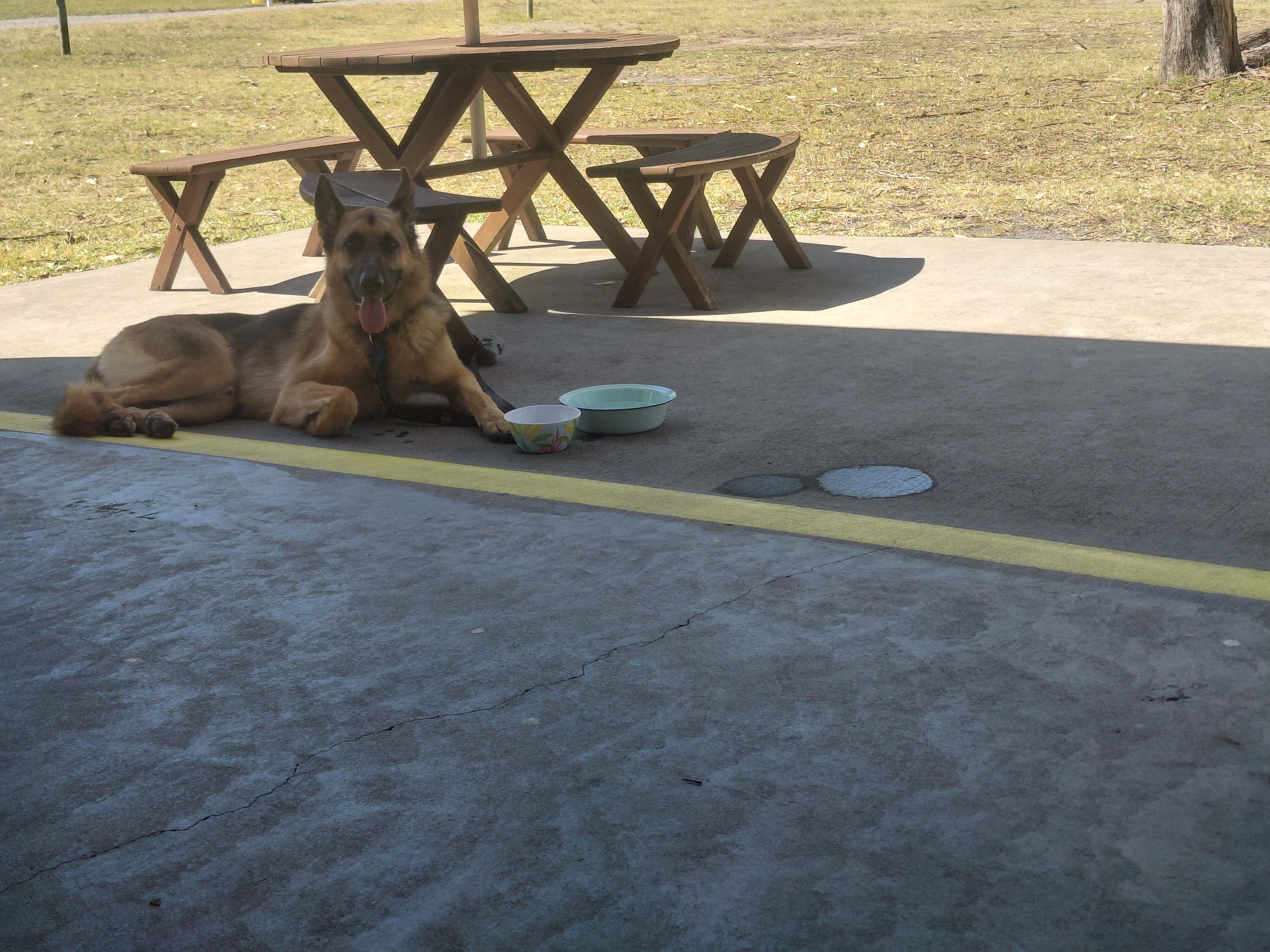 Furry friends welcome, outside the camp kitchen :)