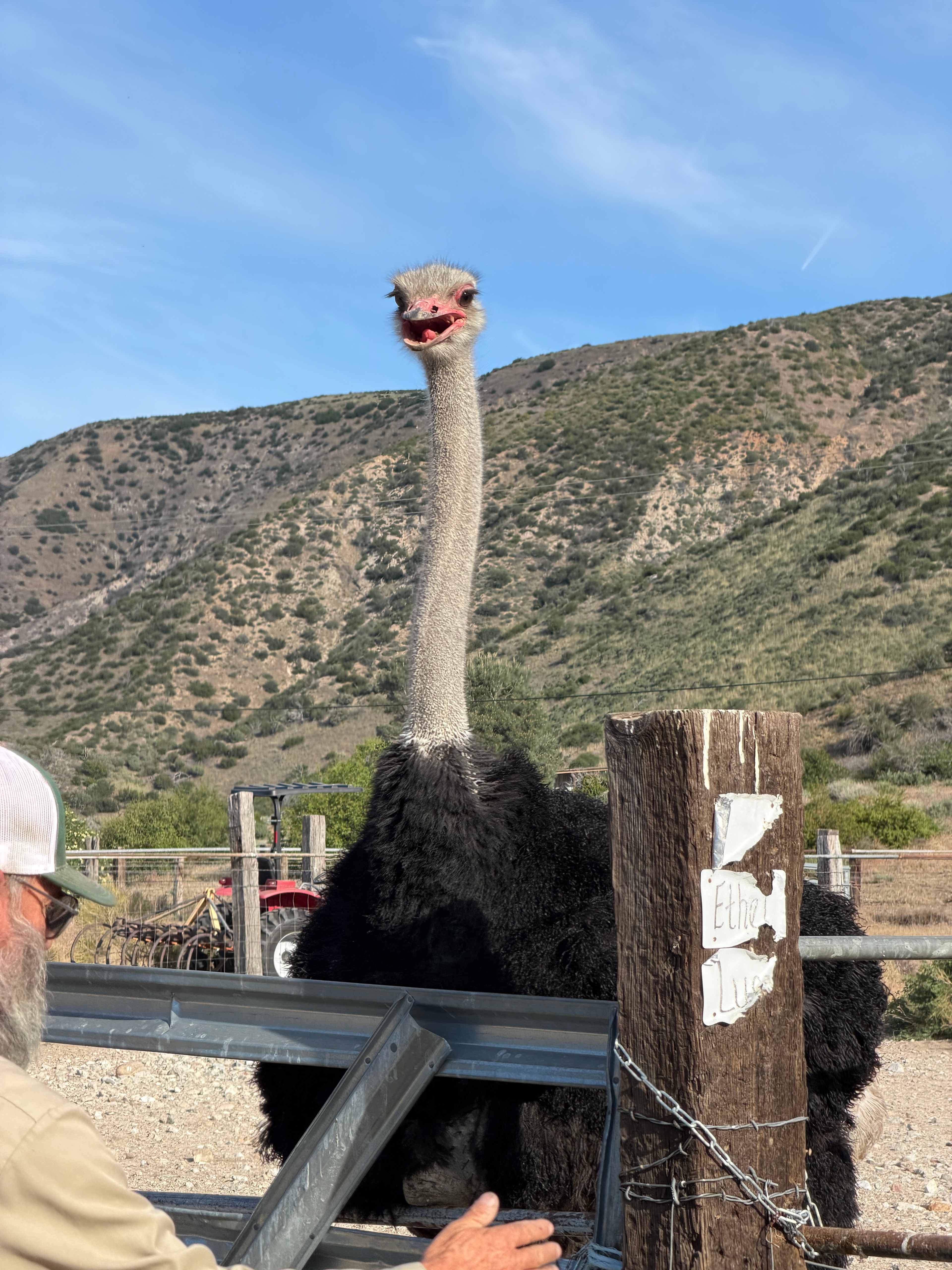Camping @ Quail Run Ostrich Ranch
