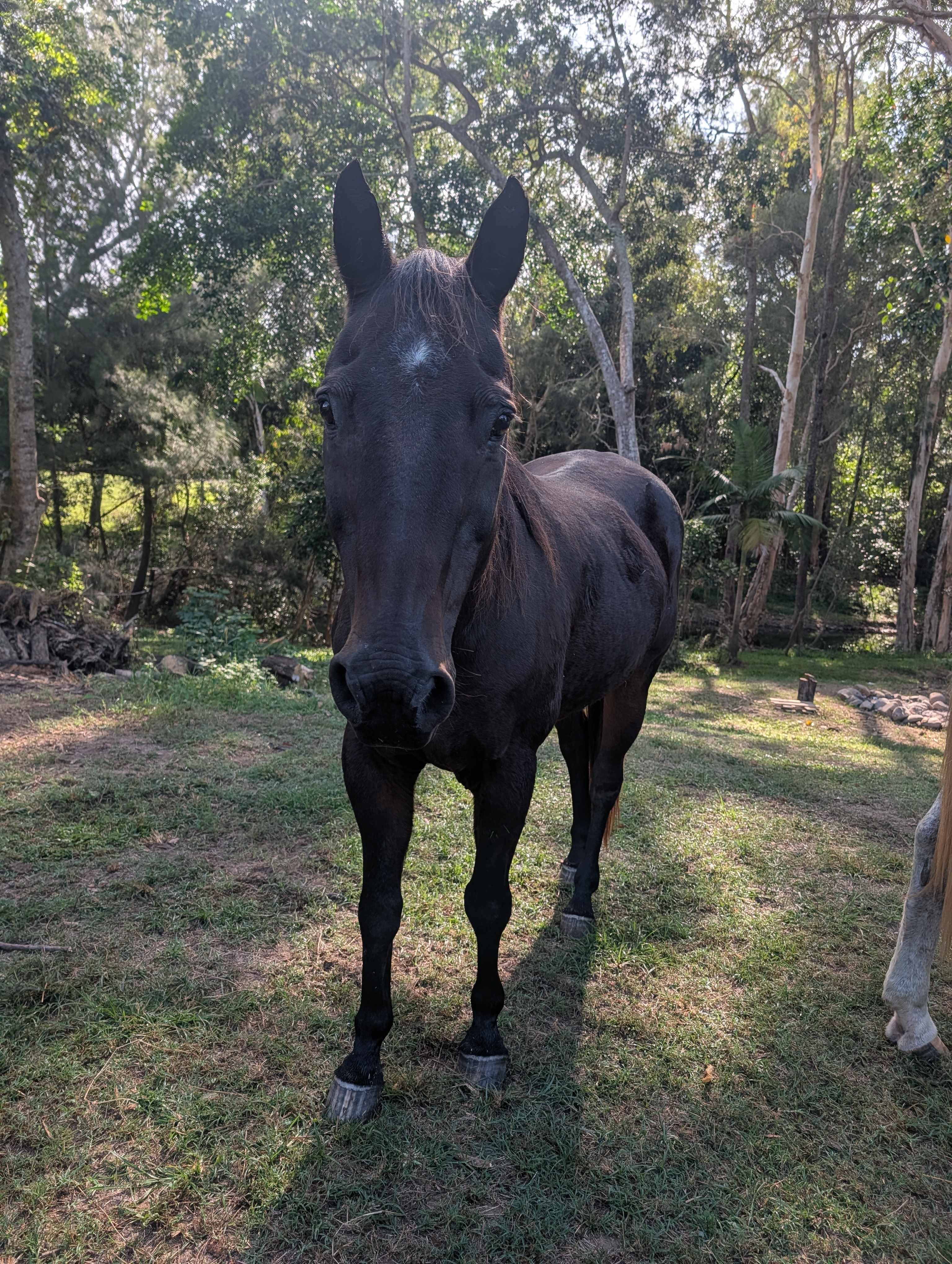 Ilbilbie Station Farm Stay