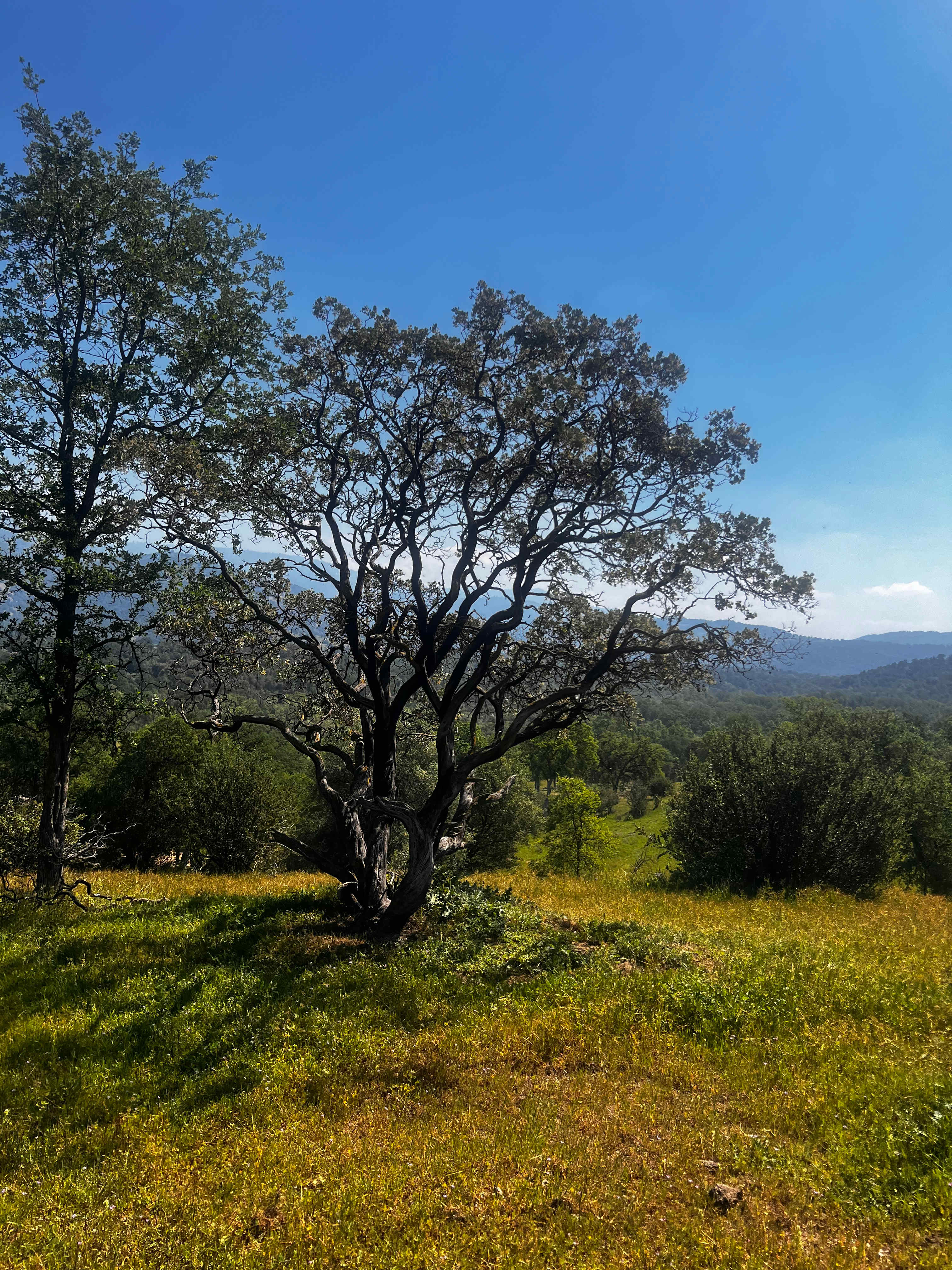 Camp ikigai Animal Sanctuary 501c3