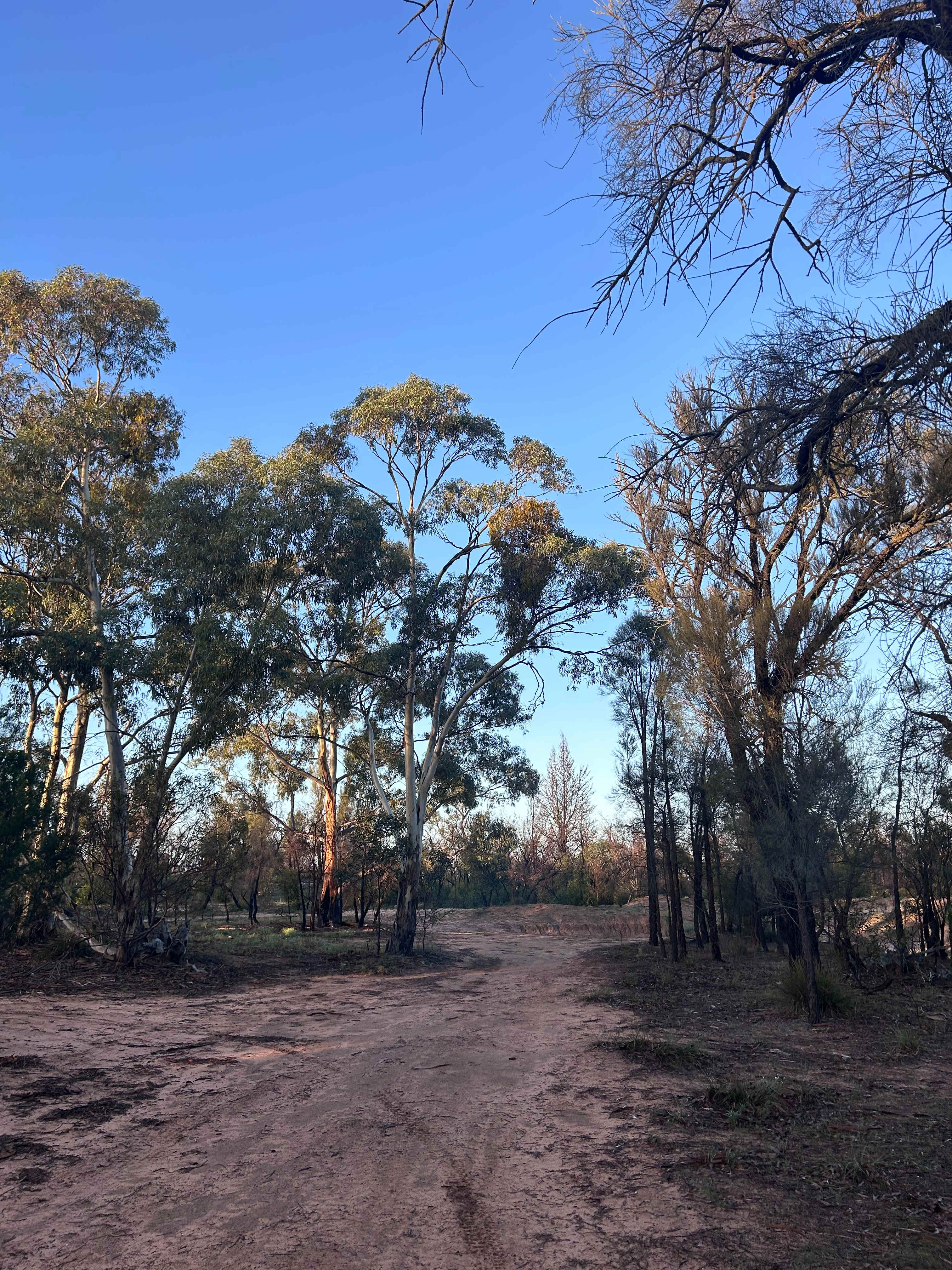 Stringybark Camp