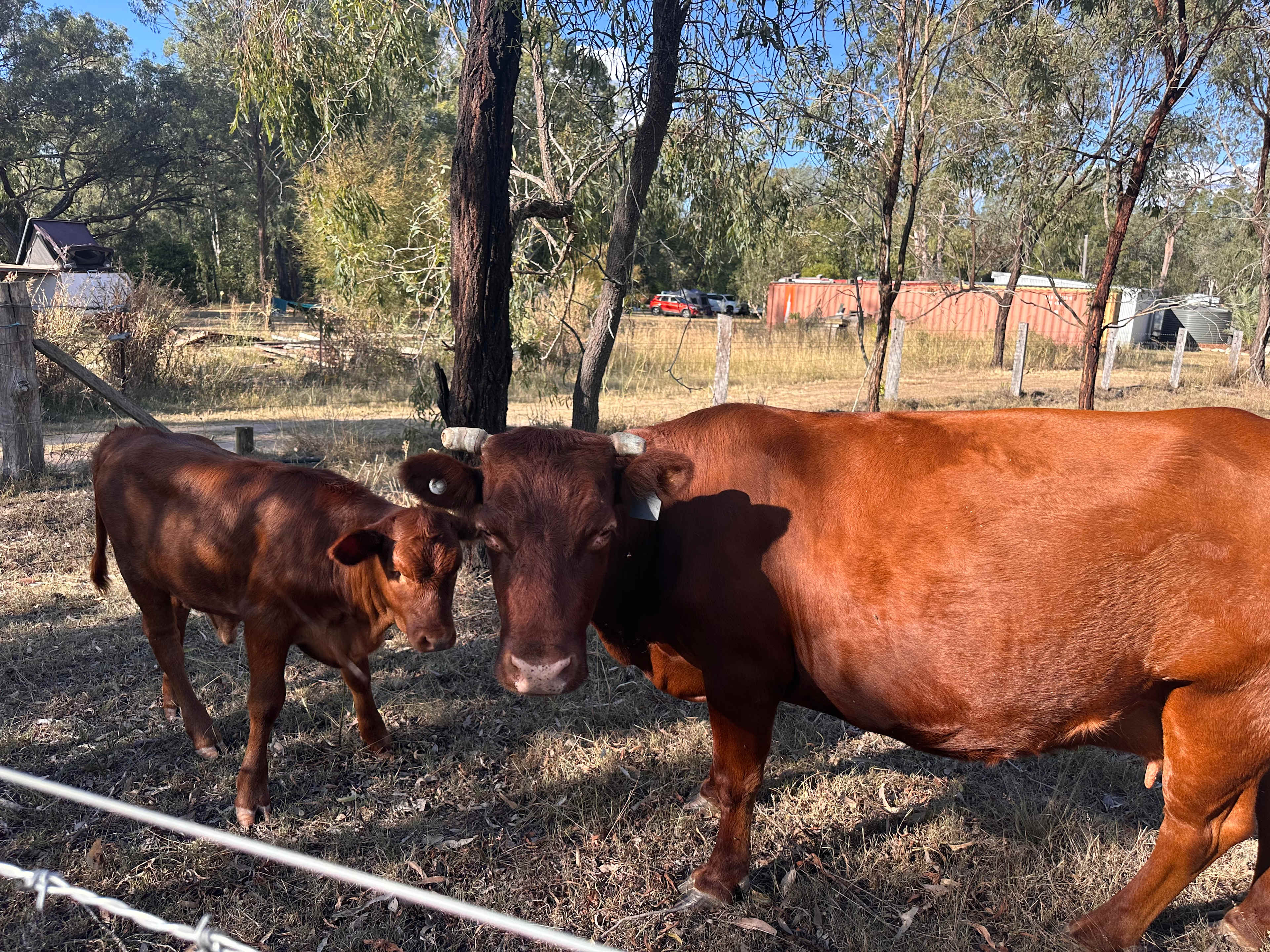 Savvy Creek Farms