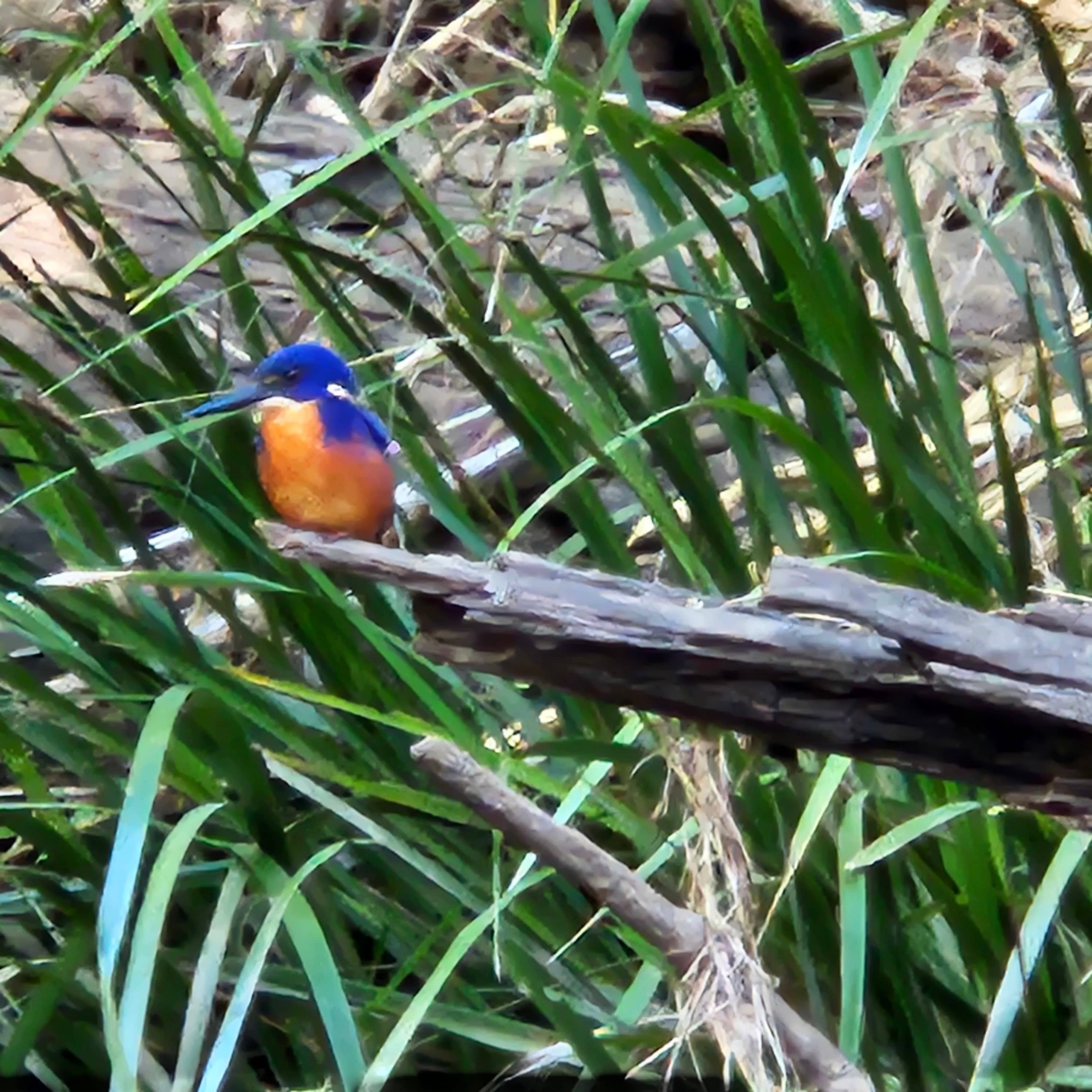 So many Azure Kingfishers