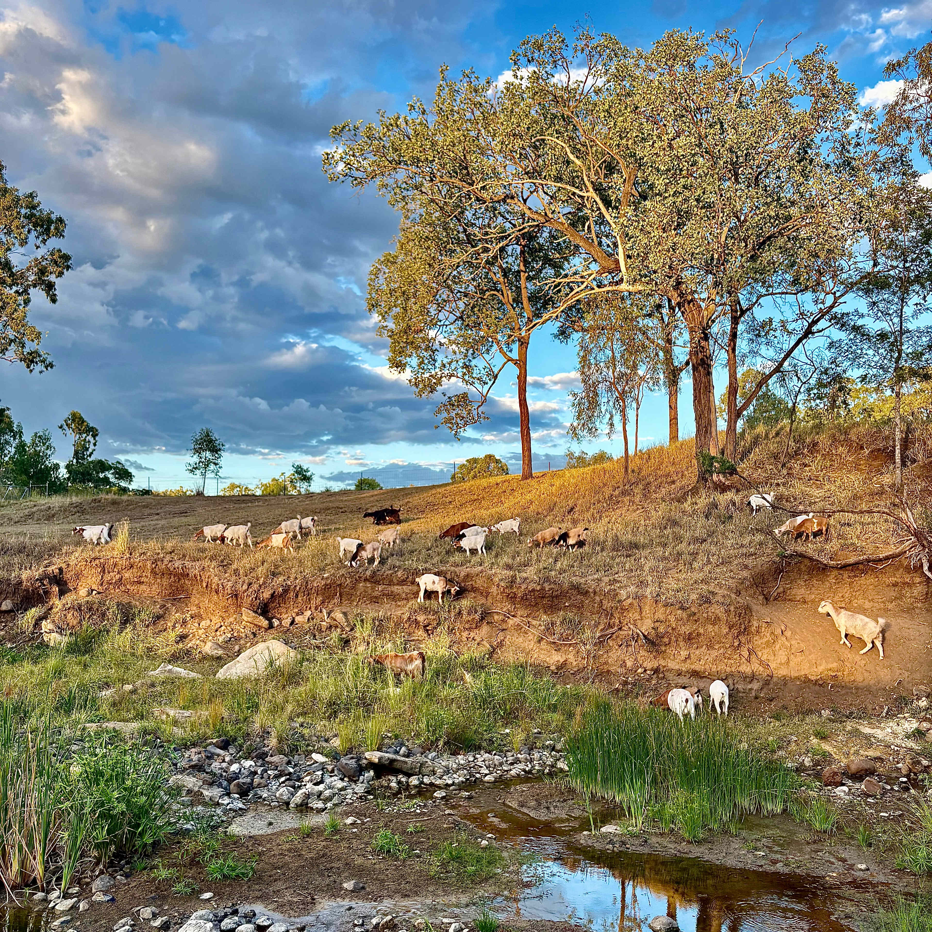 Rocky Creek Homestead