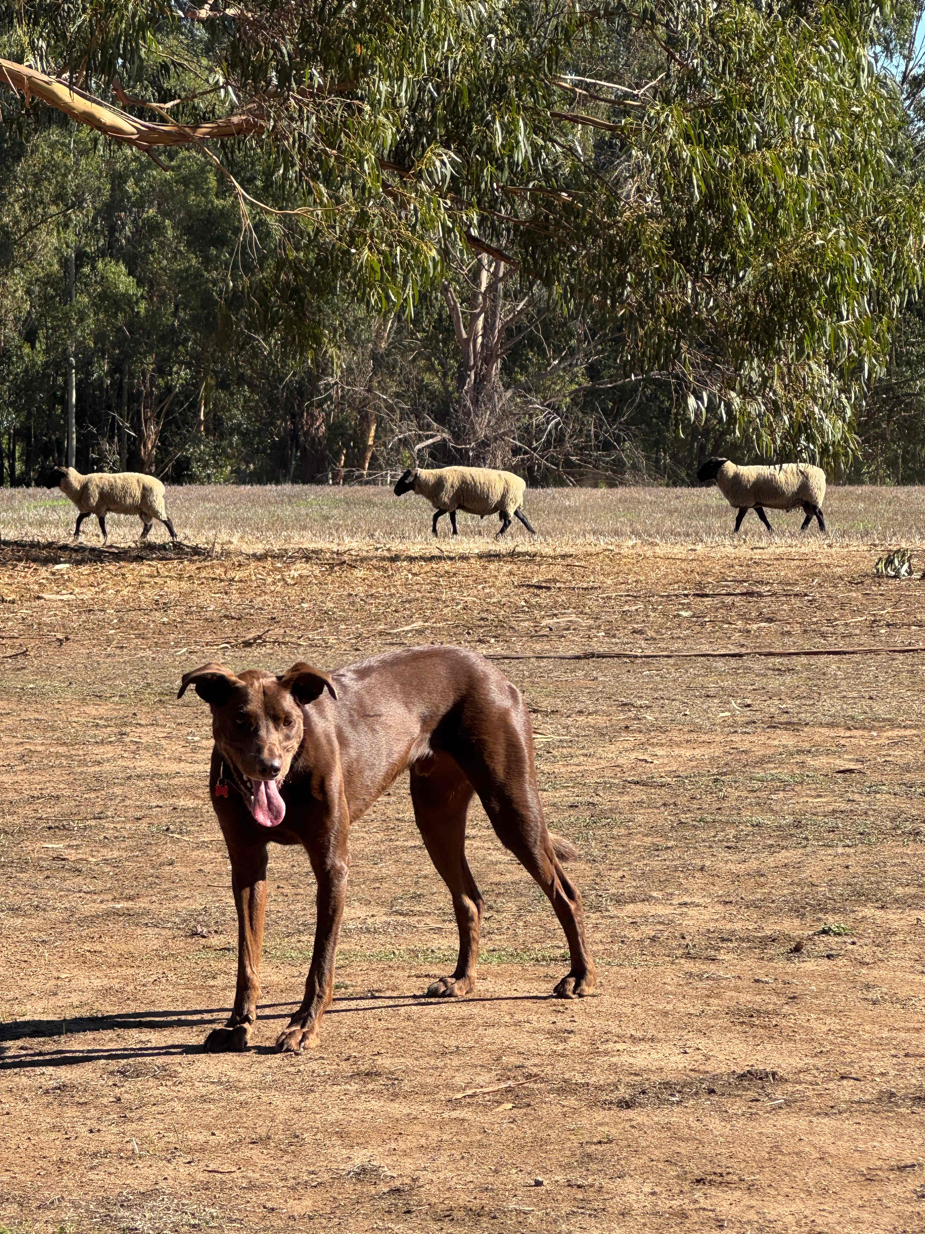 Eddies Beach Farm, Forest Hill