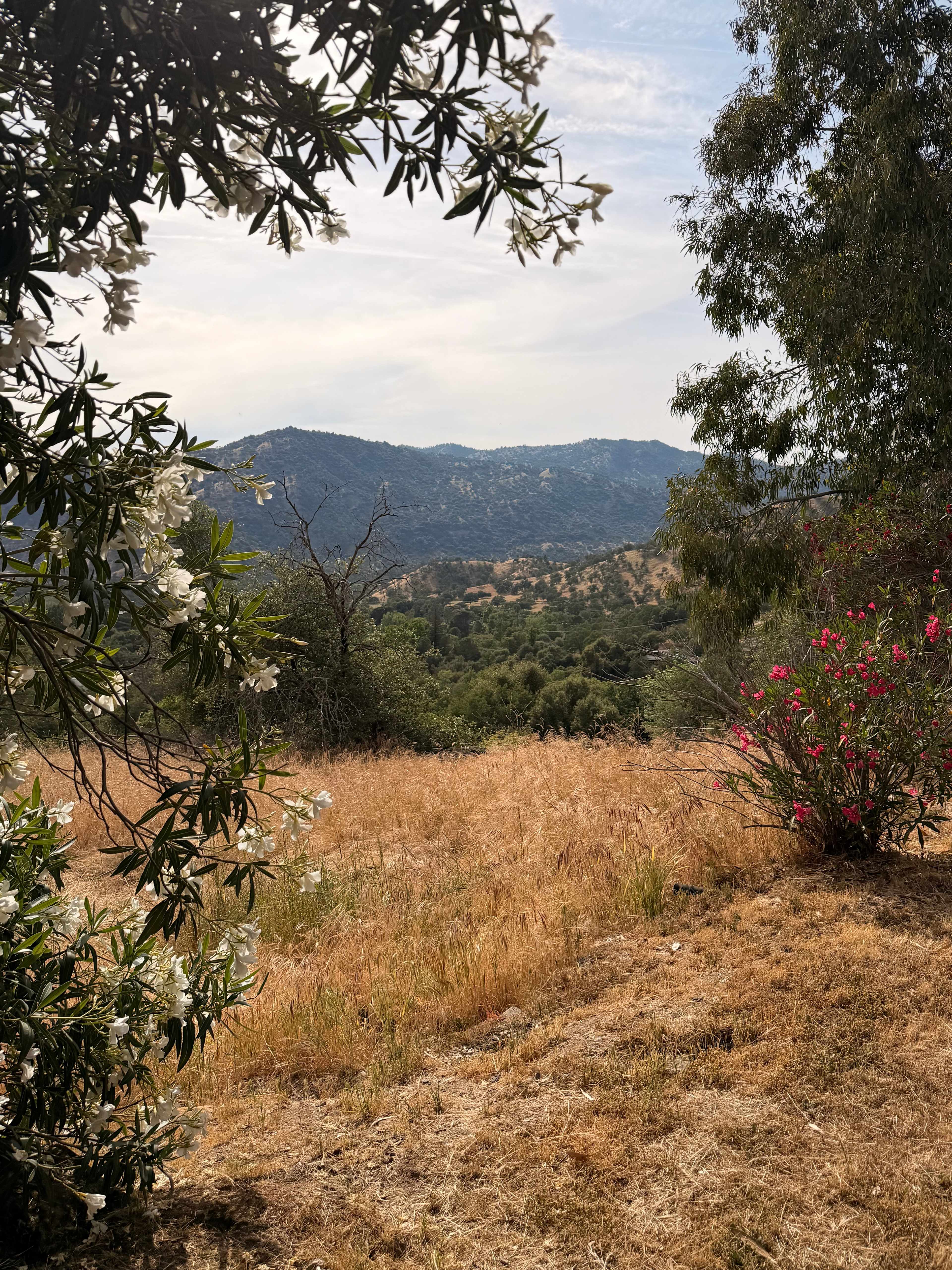 View from the site