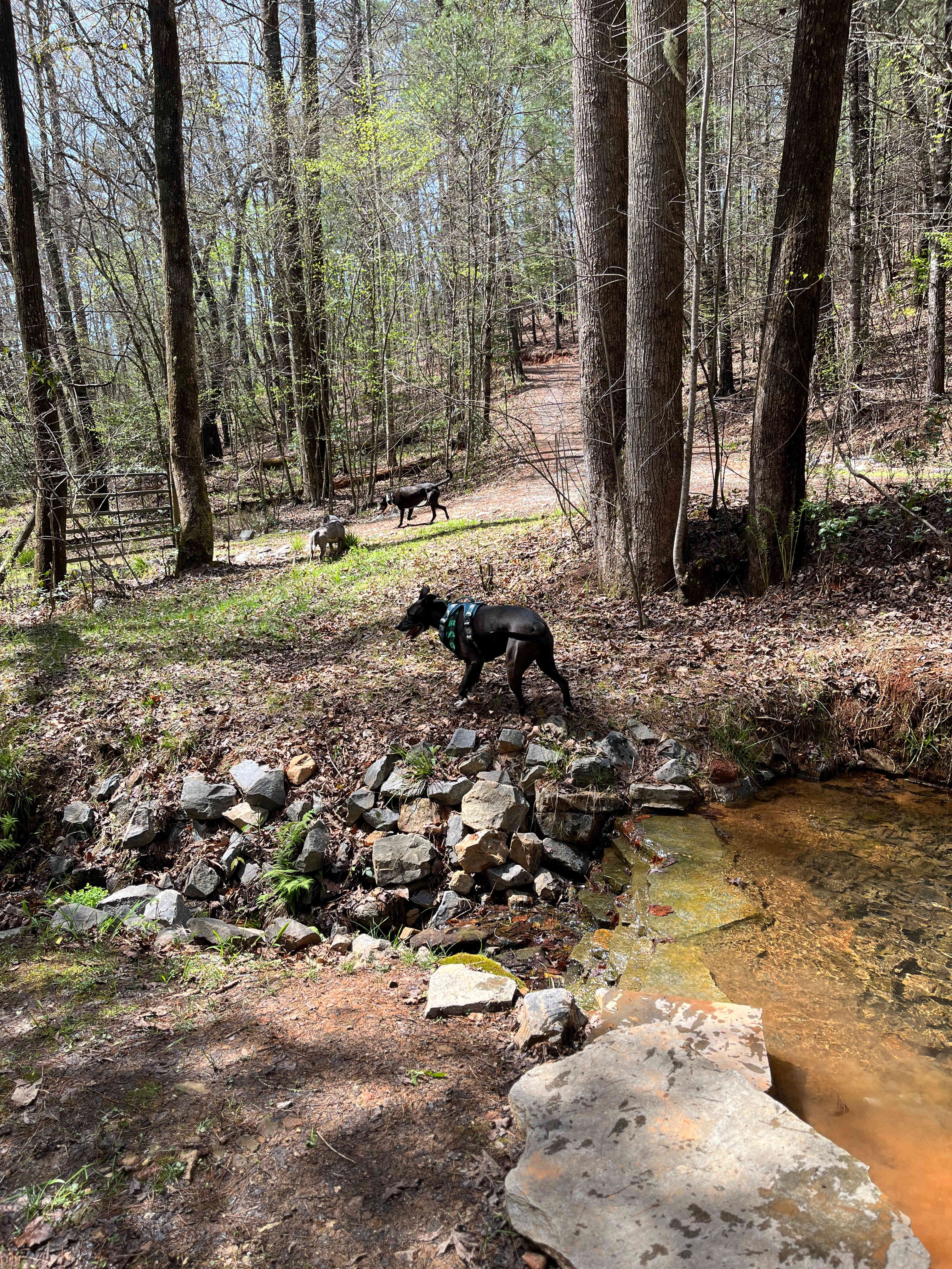 Your Toccoa River Cove!