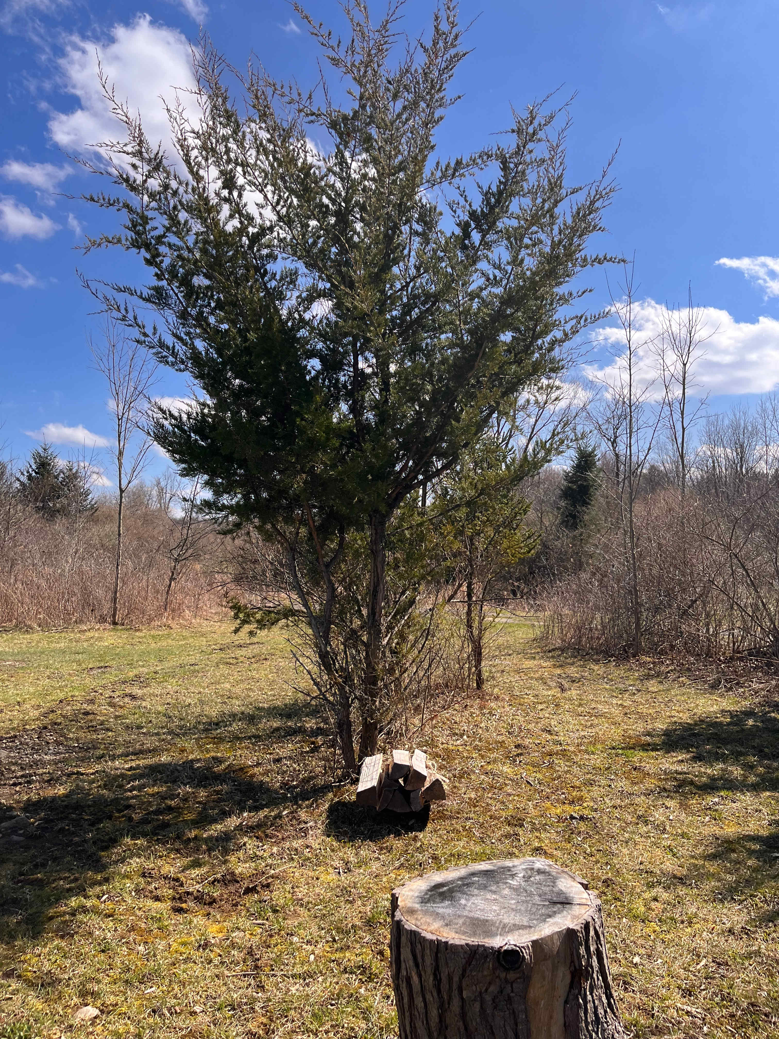 Secluded Spruces