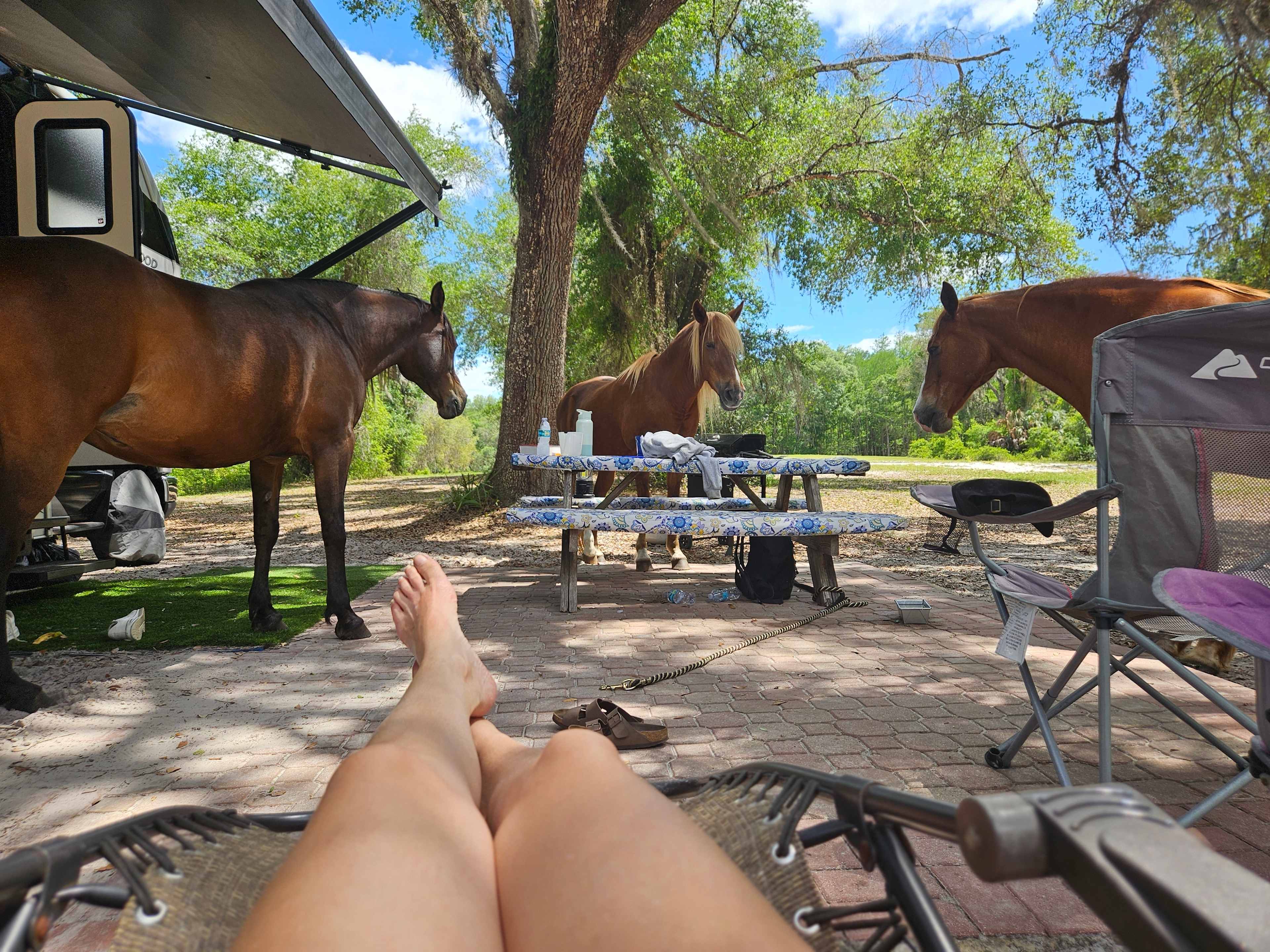 Lucky U Ranch