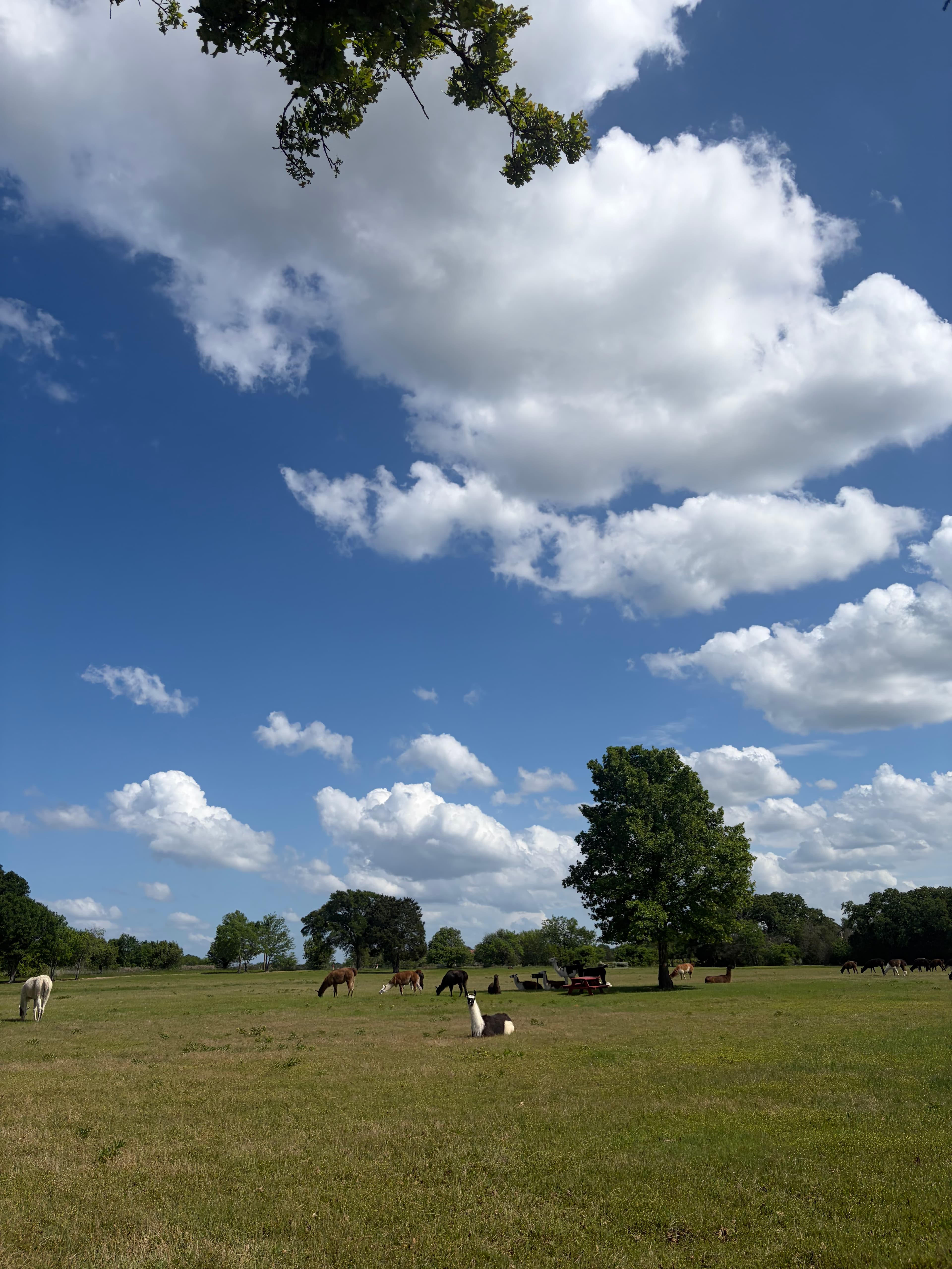 Llama Land Ranch