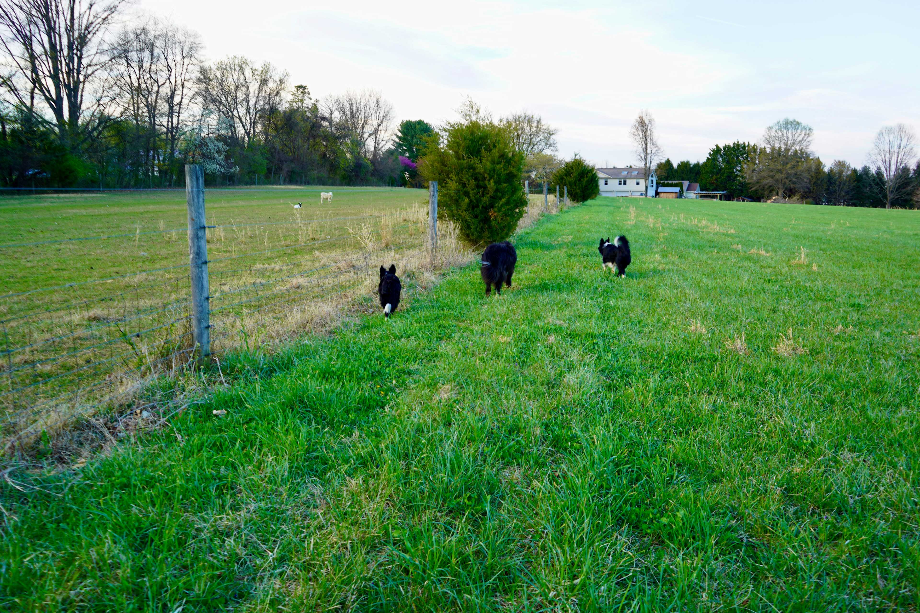 Maple Grove Farm