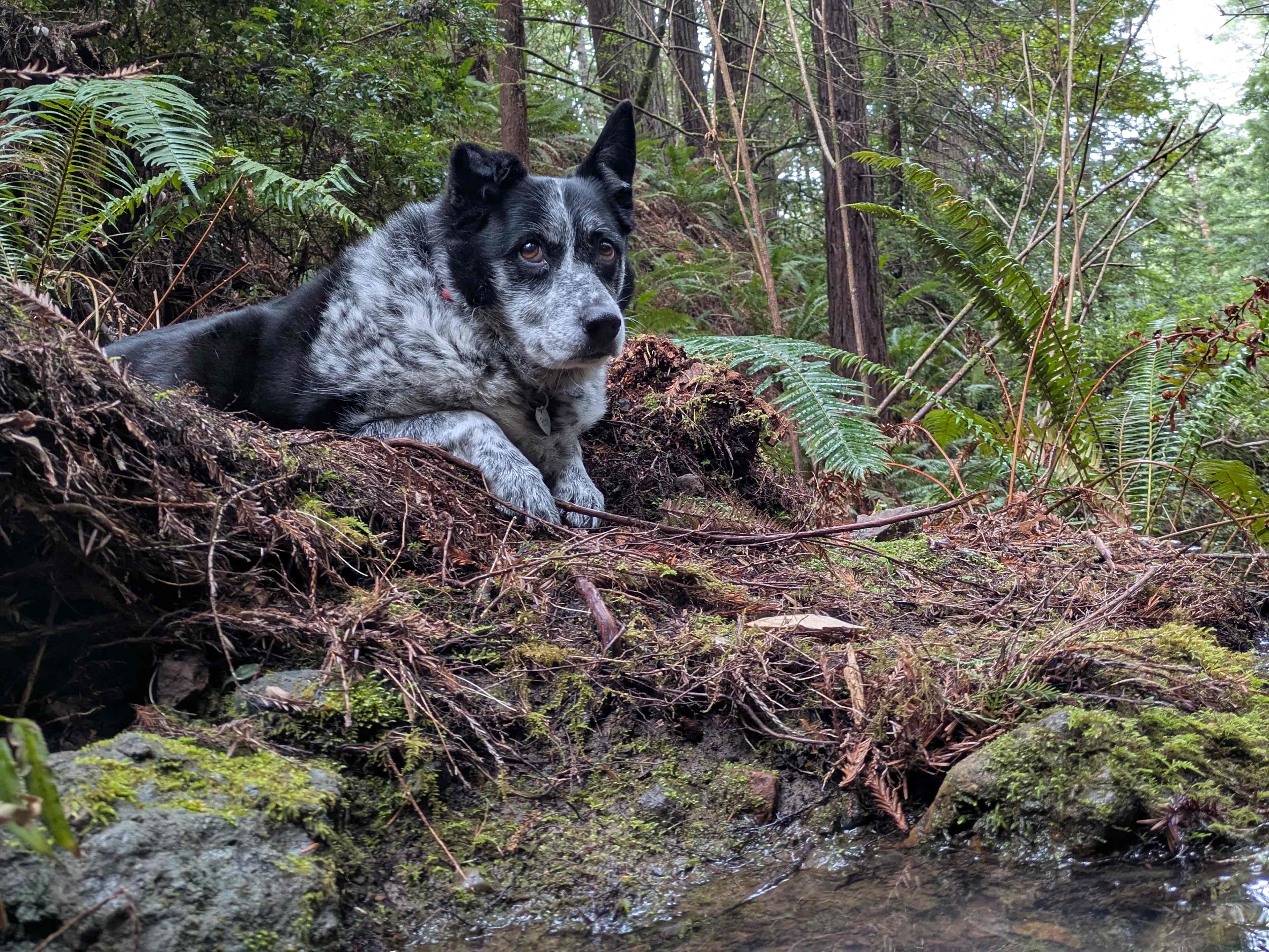 Whispering Redwood Creek