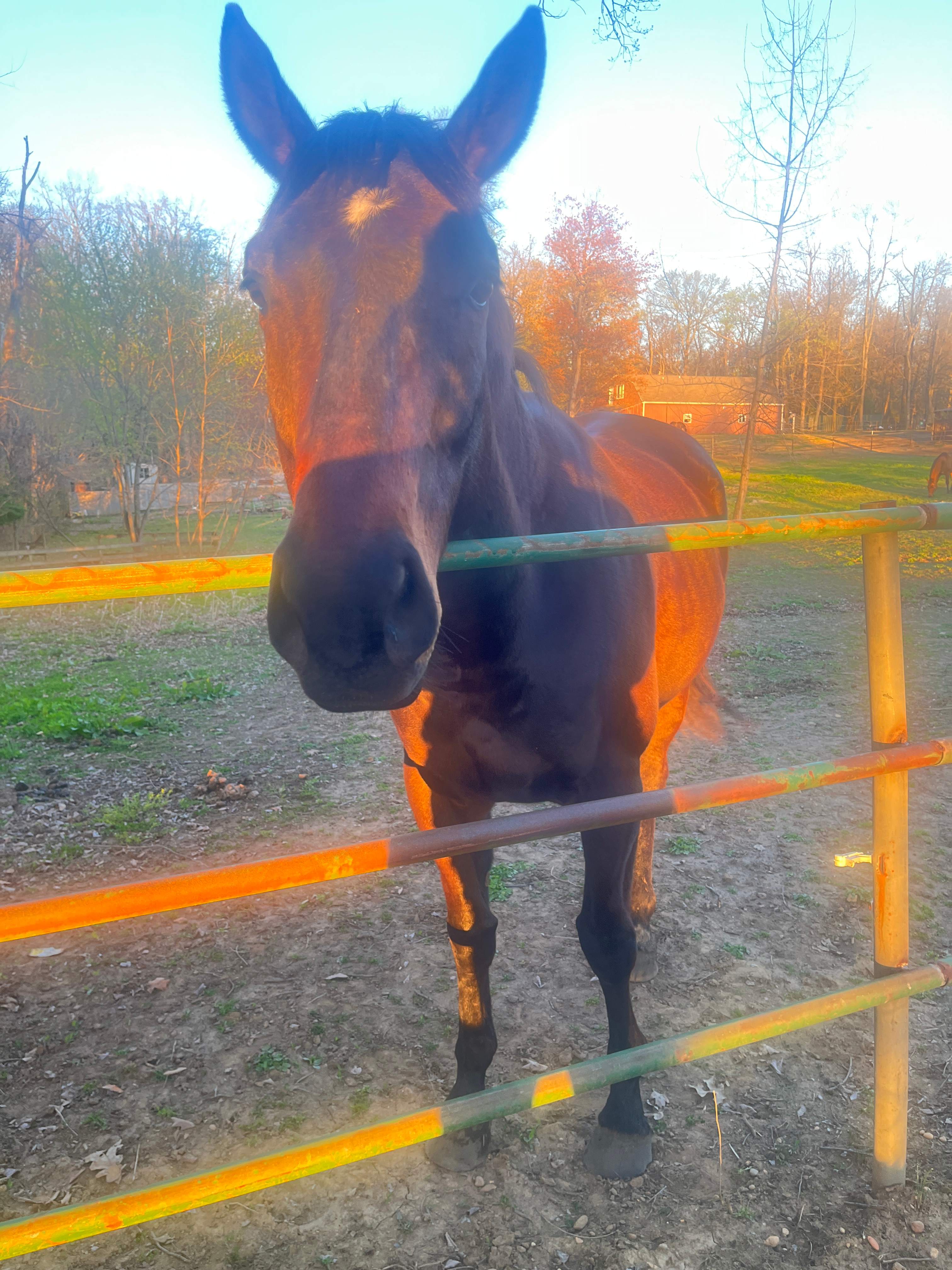 Horse Farm Camping