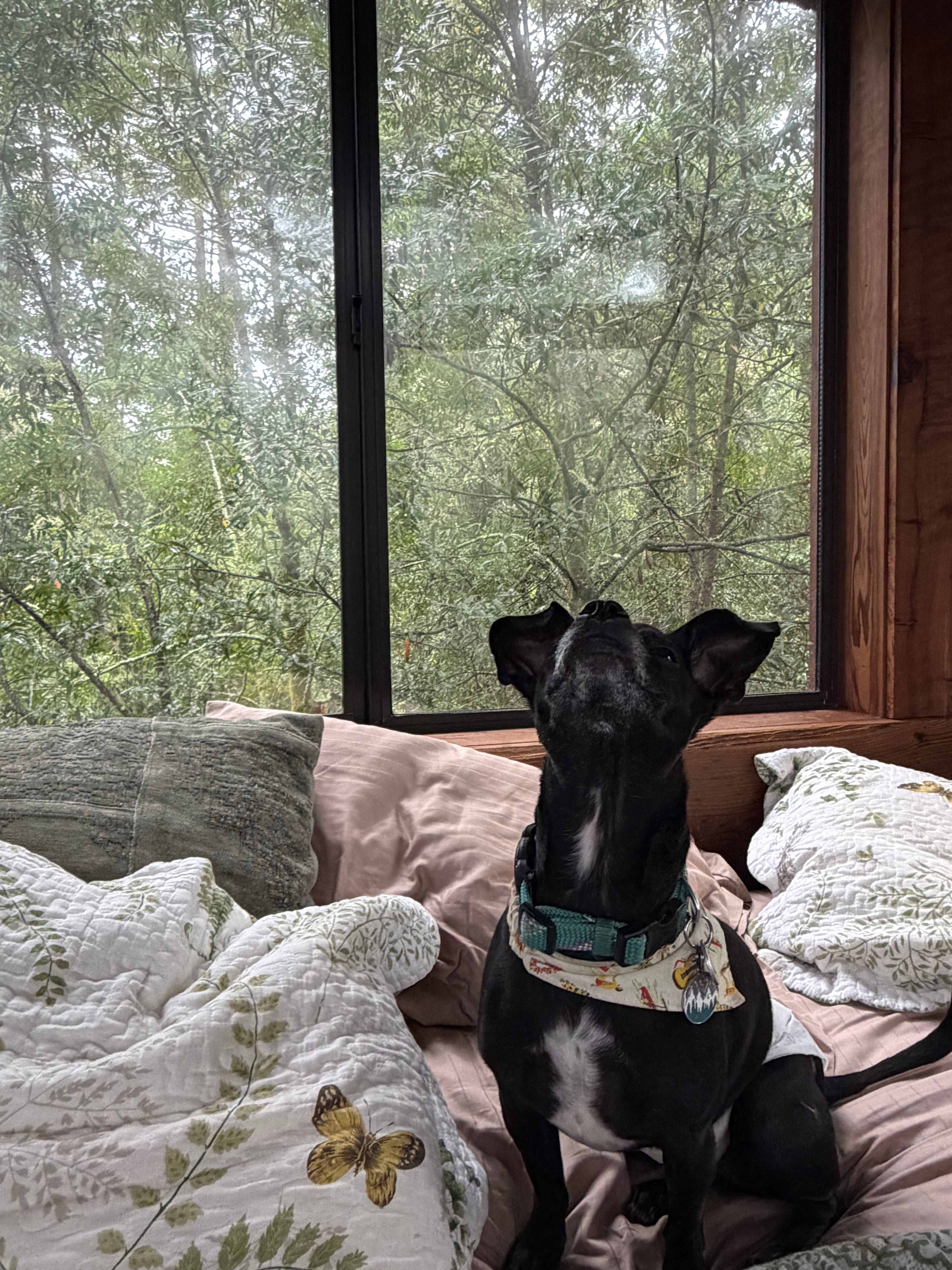 Kona & his morning stretches…