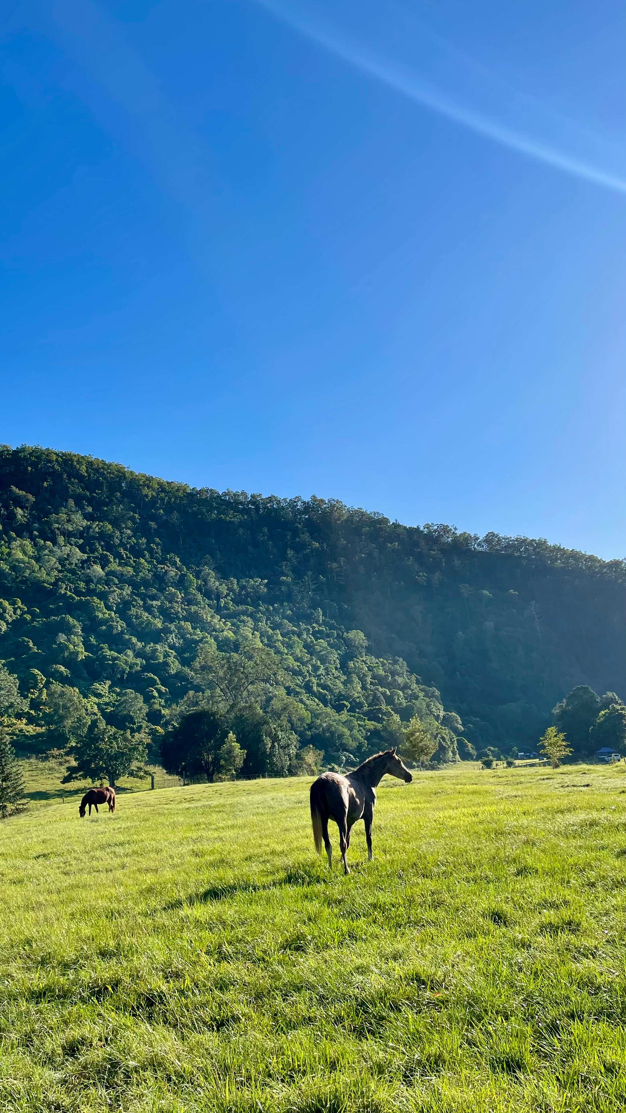Horse paddock to the west of the camp sites, backing on to state forestry