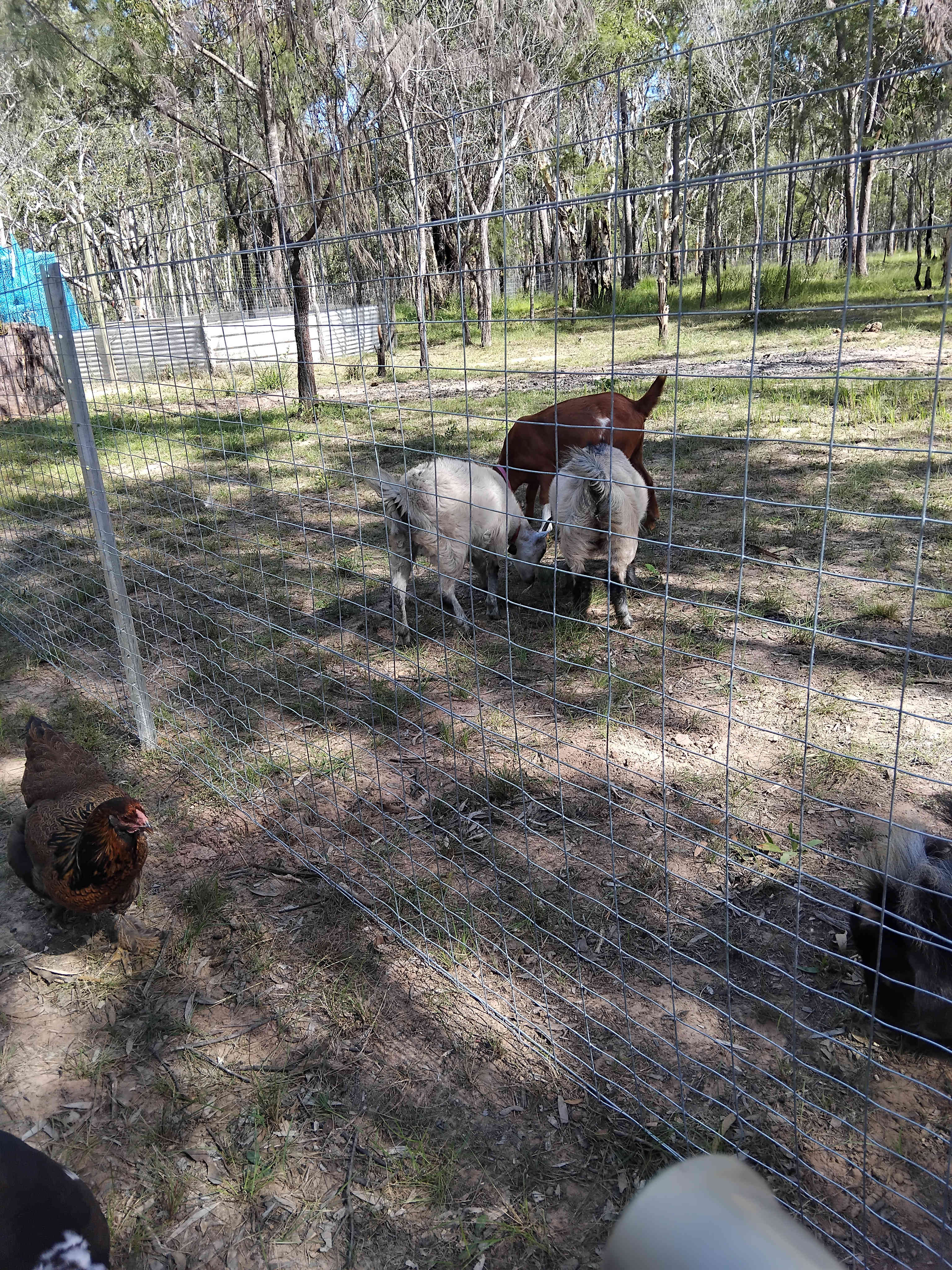 Goats