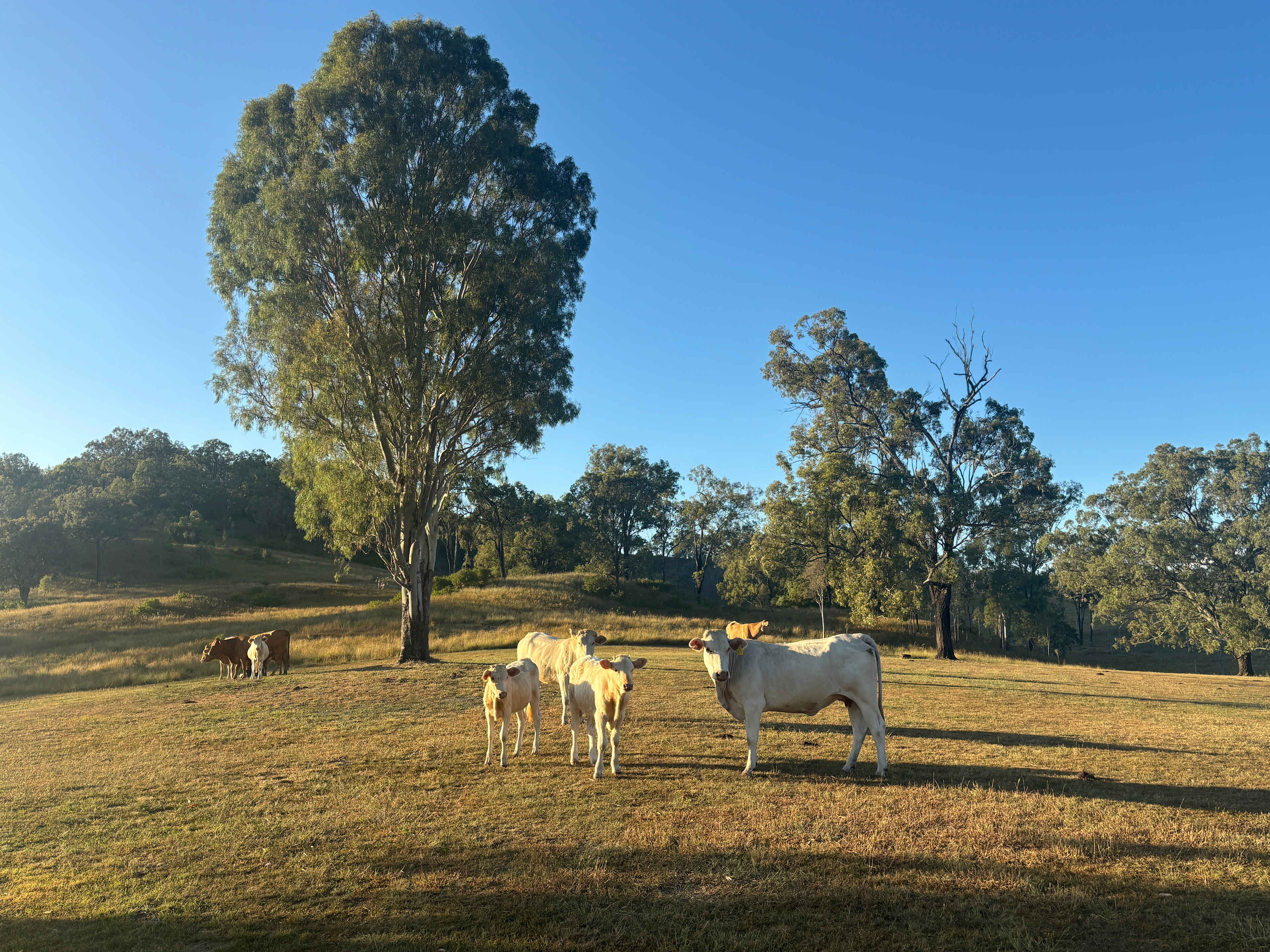 Eastgrove, Running Creek