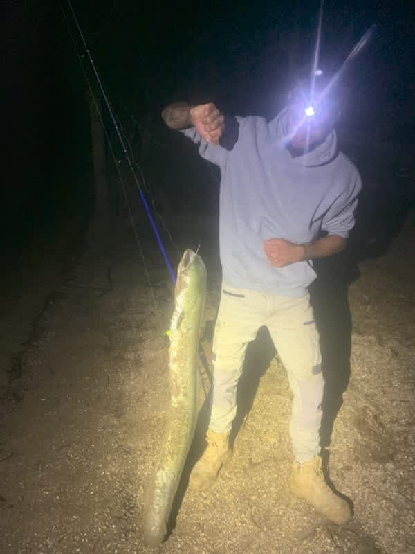 1.3m eel!