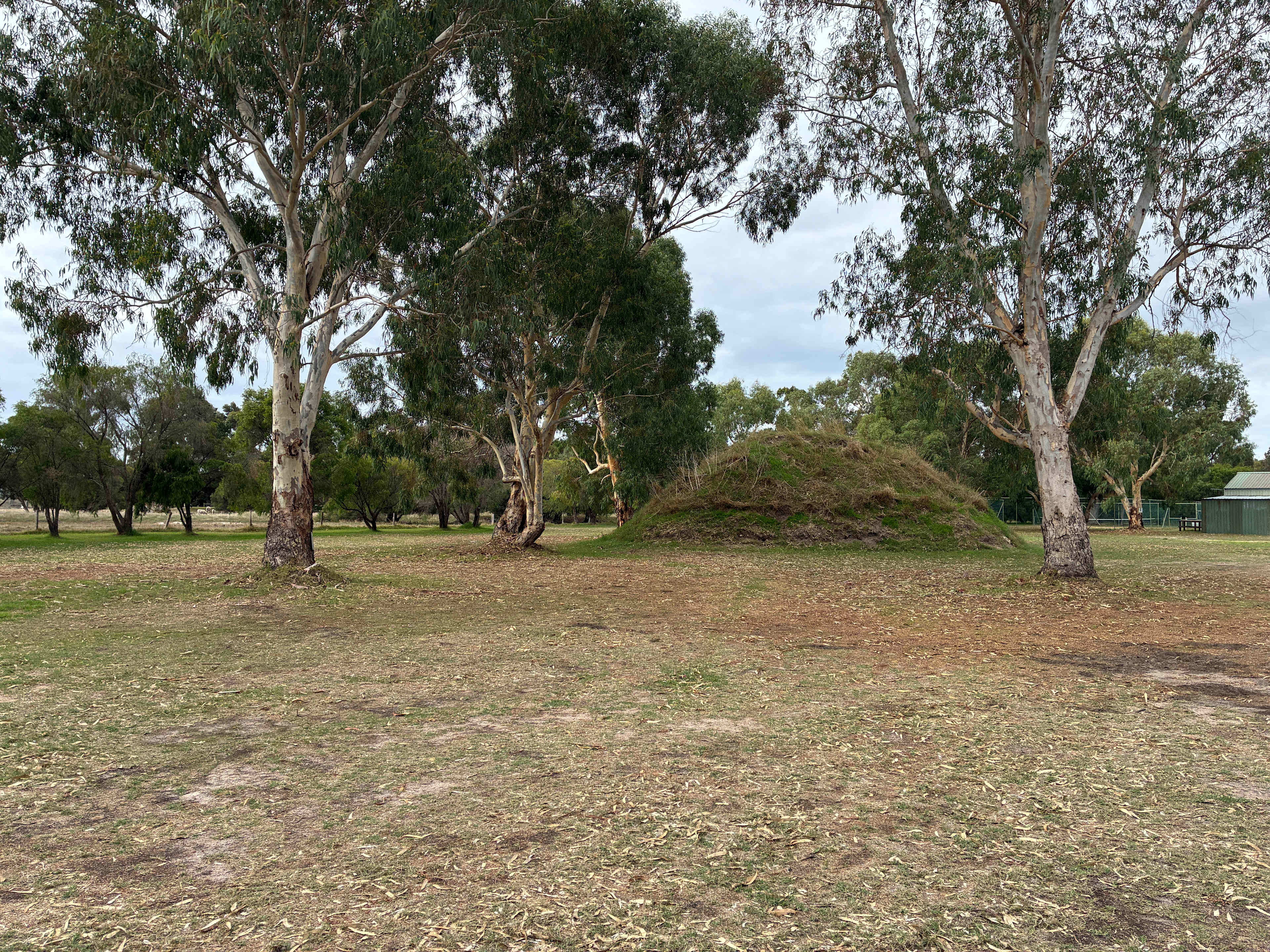 Peppie Tree Drive