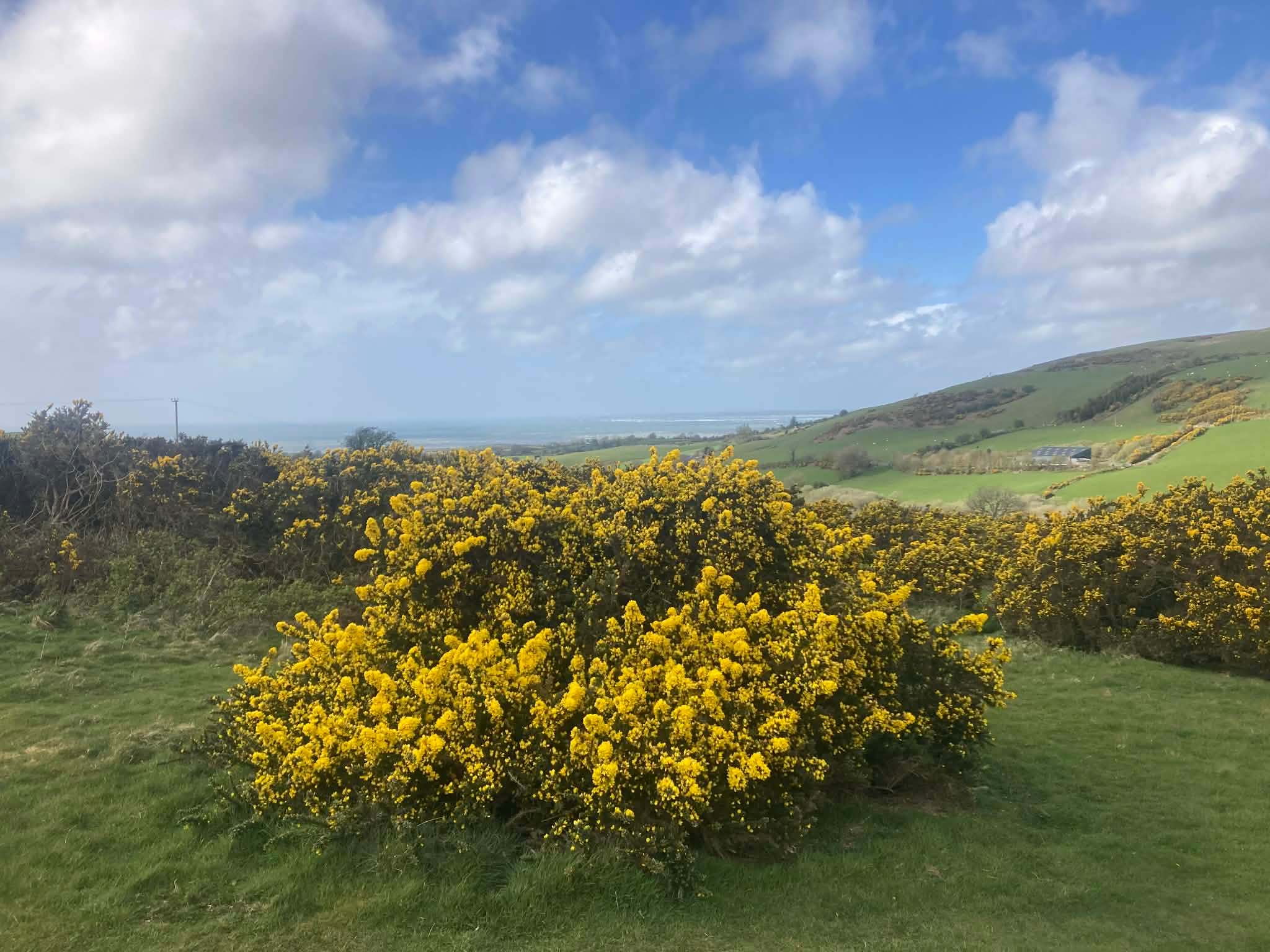 Gorse bushes in bloom in April