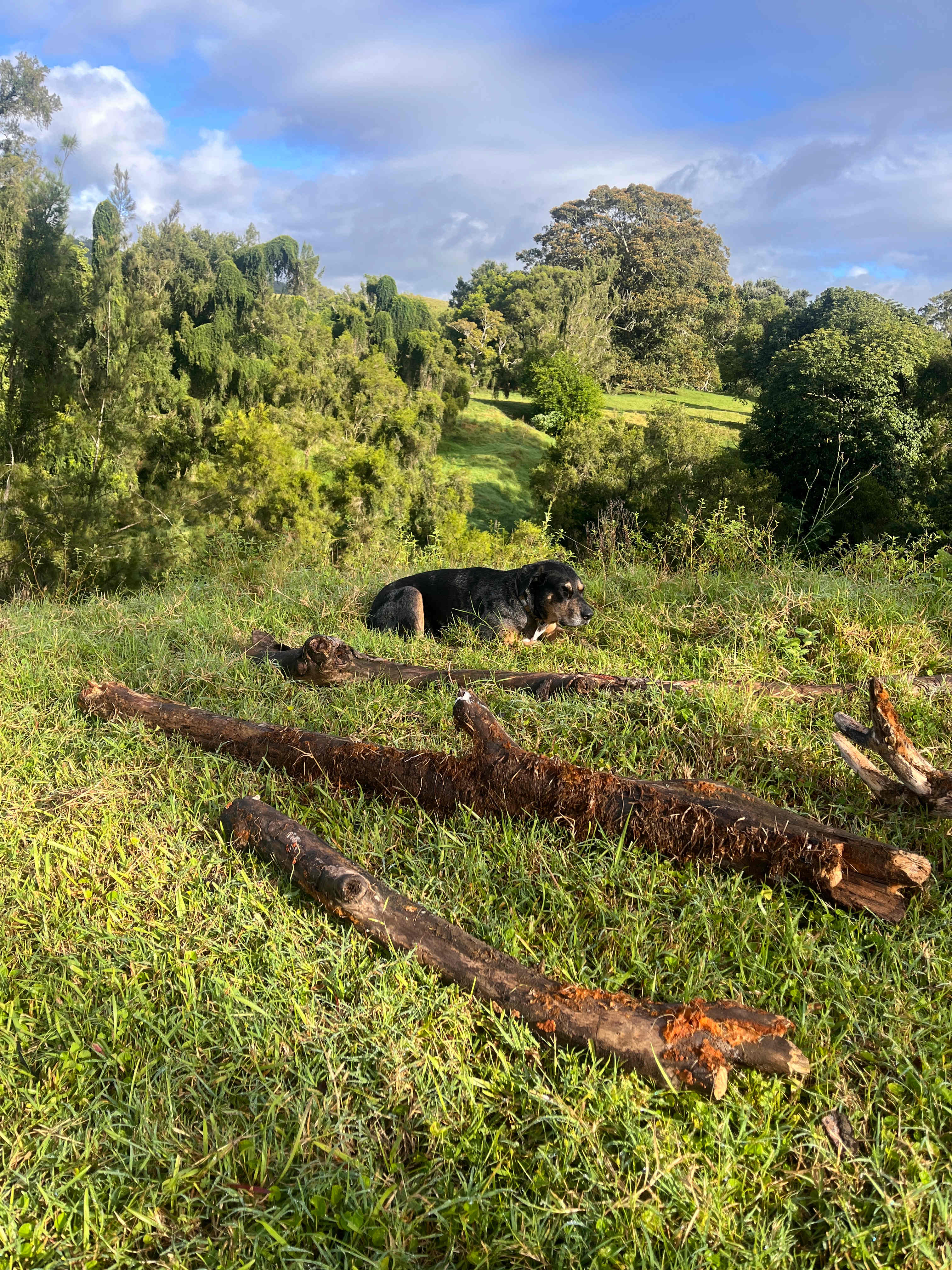 Figtree Camping & Glamping