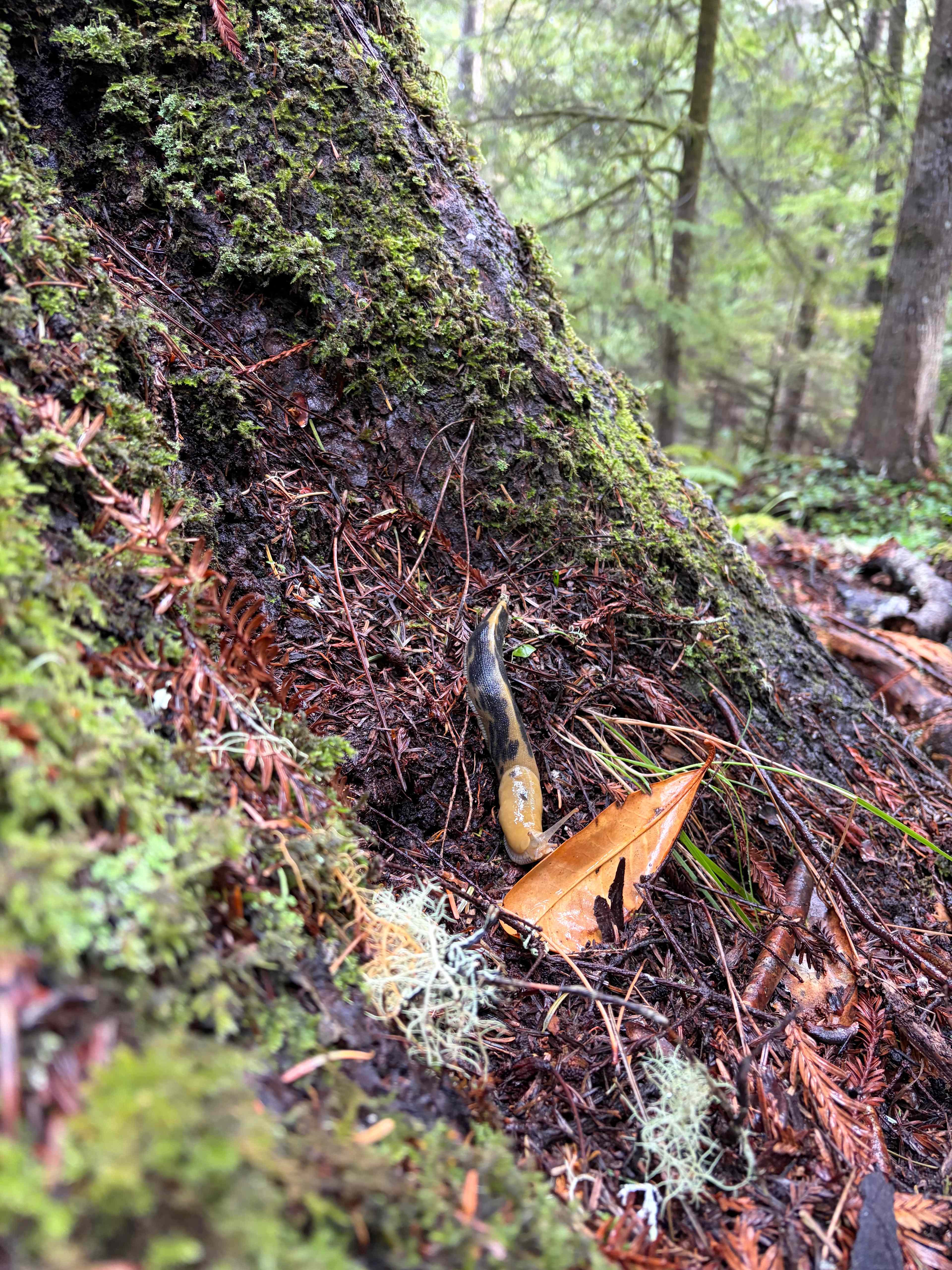 Foxfern