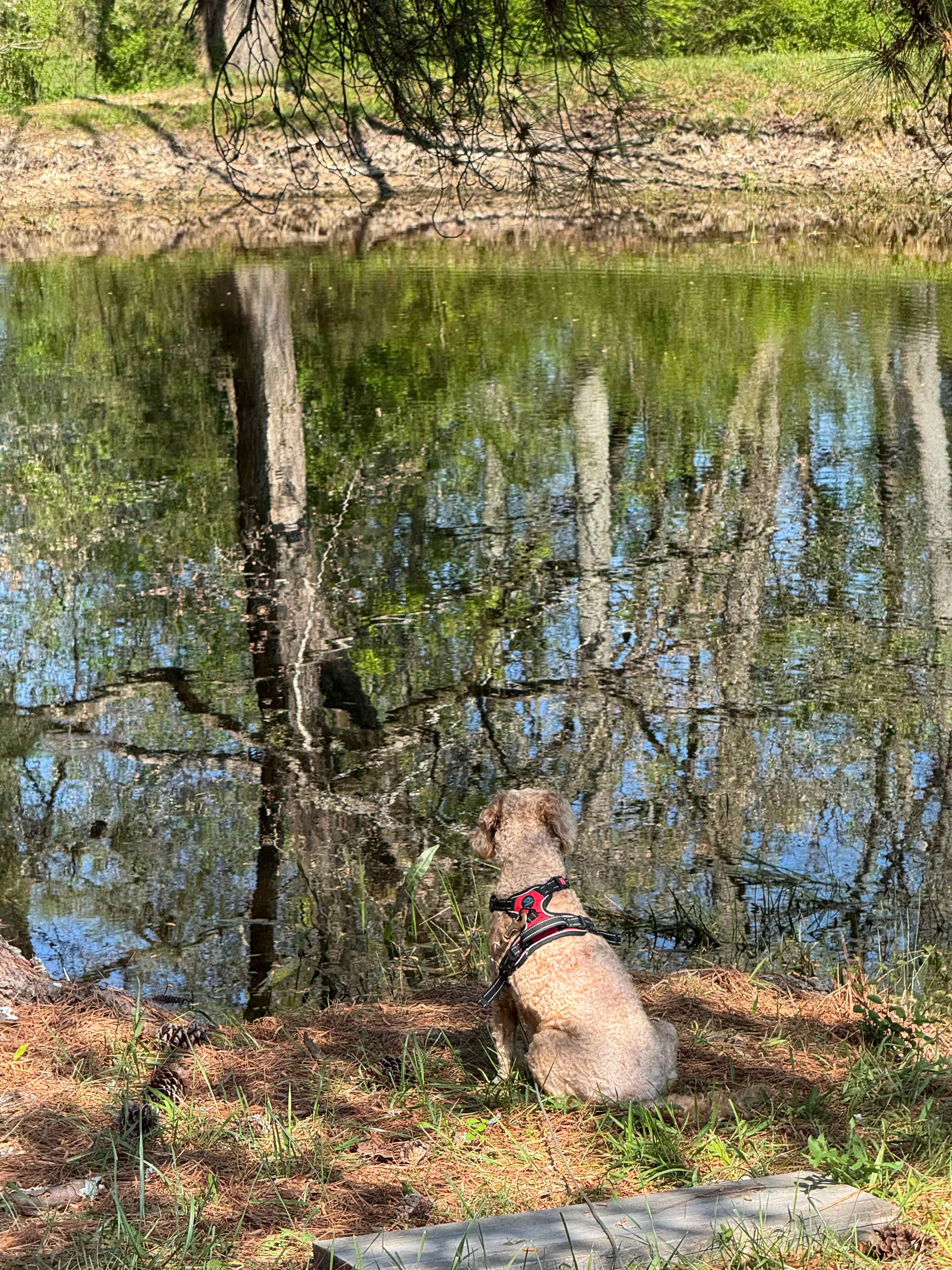 Pup enjoying the view 