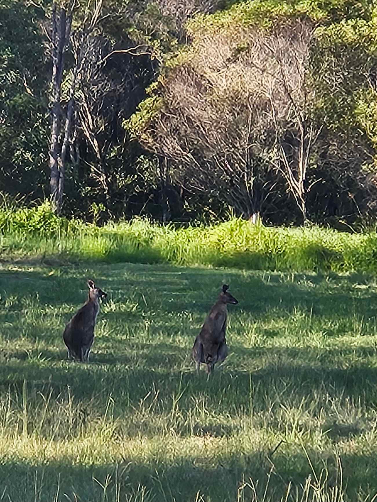 Woodlands Farmstay and Glamping
