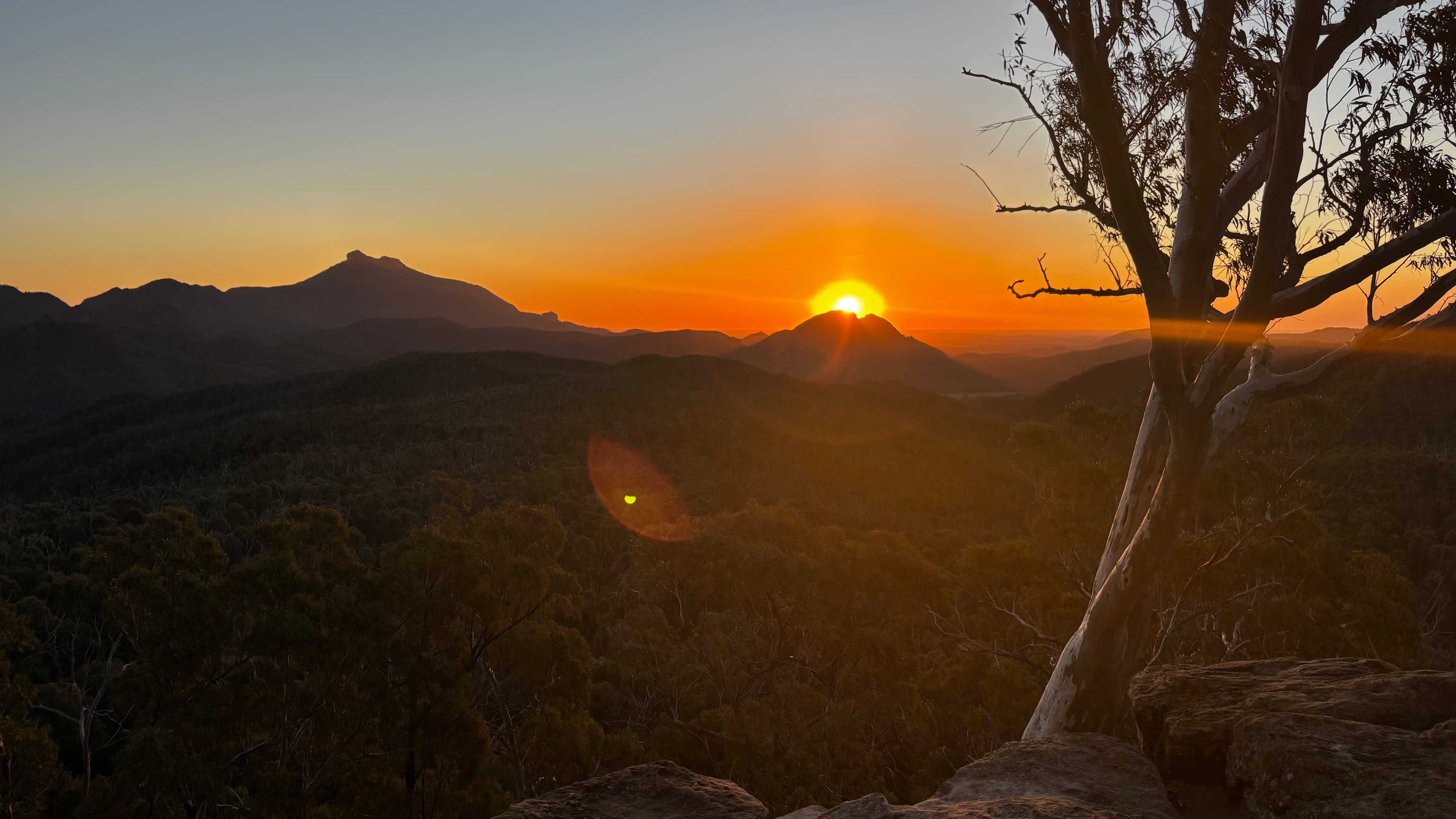 White gum lookout