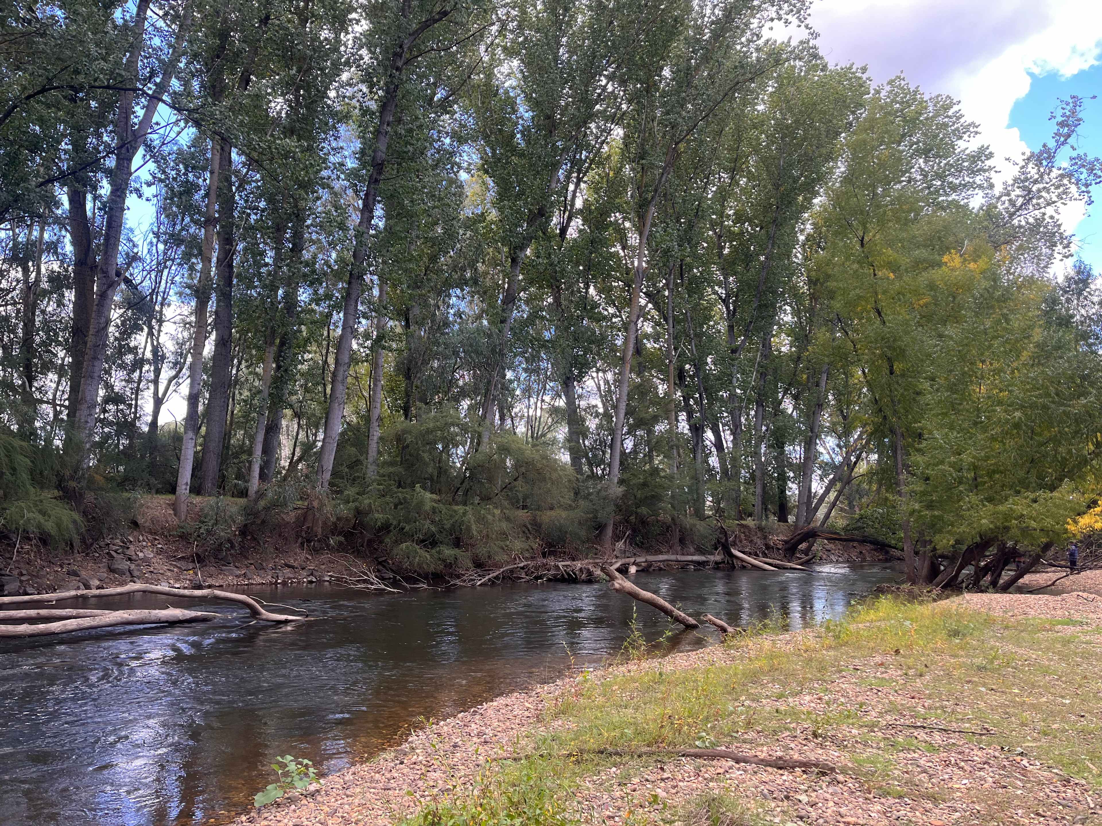 Willowood