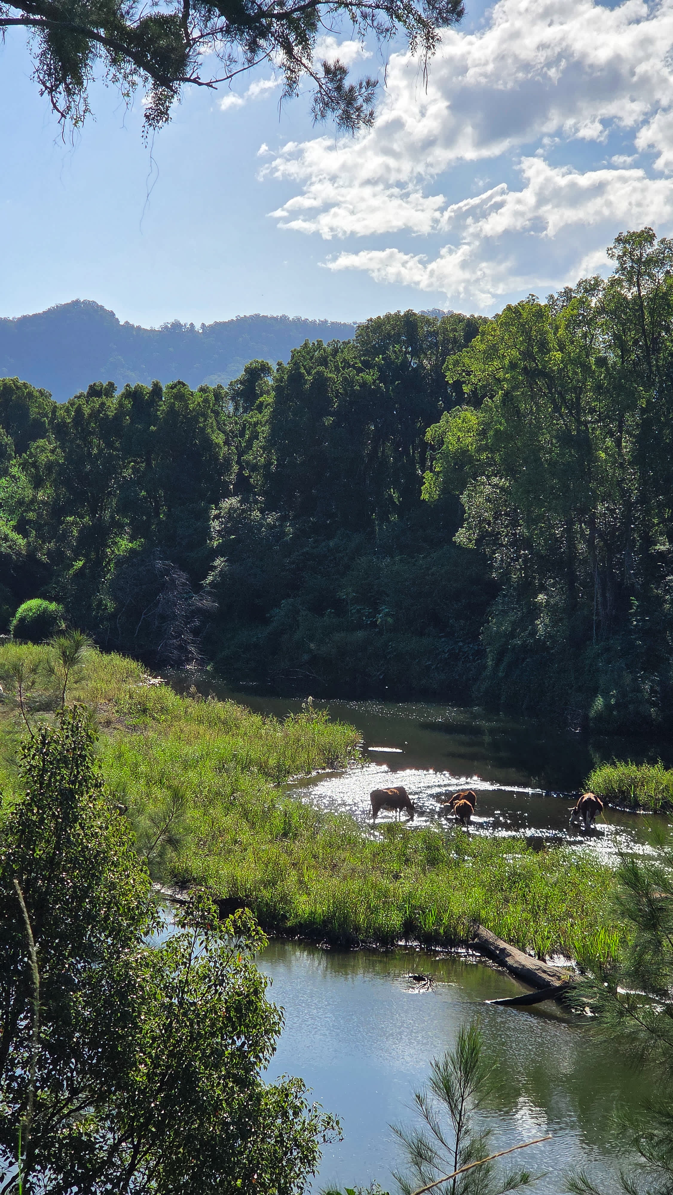 McKenzies Mountain, Wollumbin