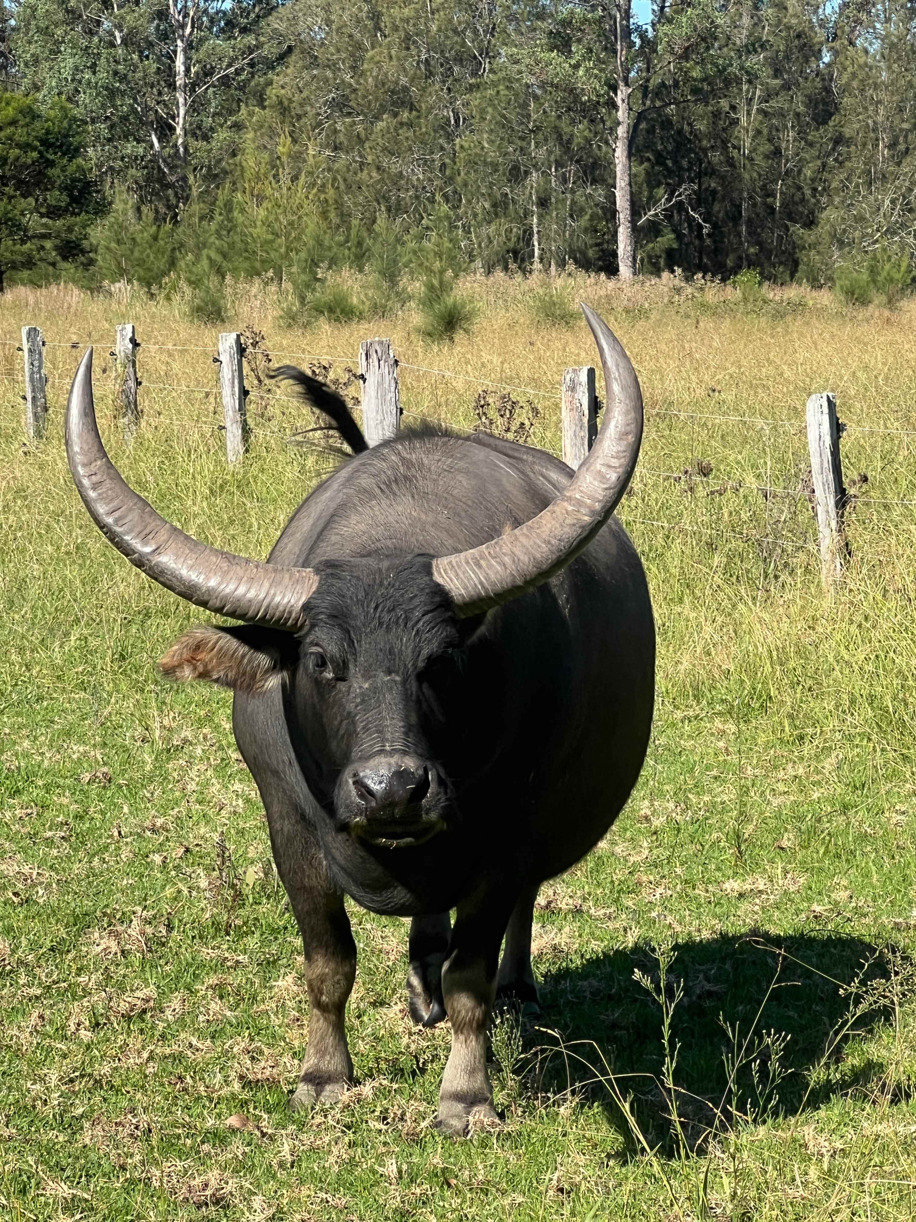 Mogo Creek Homestead - Mogo MTB